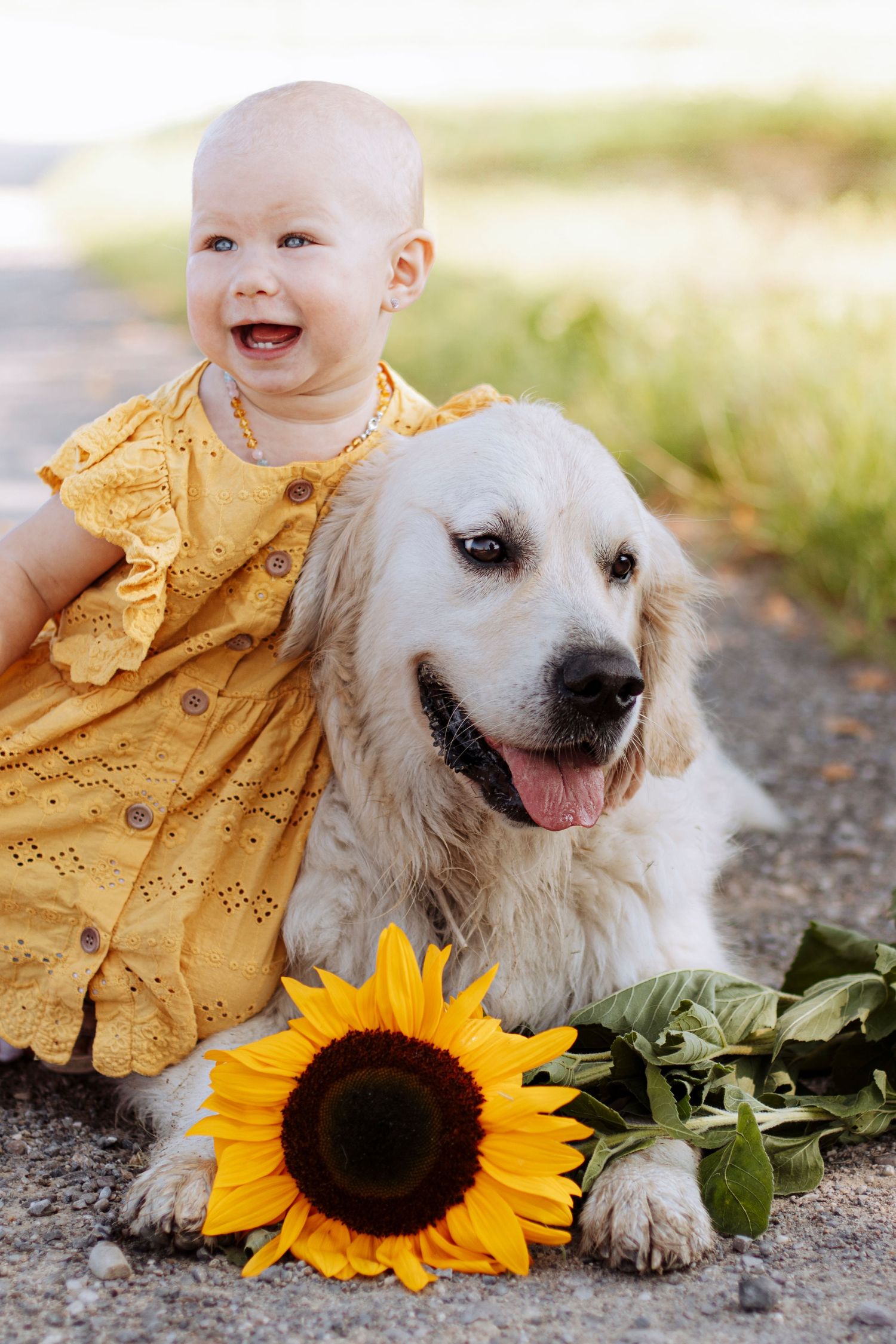 Laughing baby girl in yellow dress sitting beside a golden retriever dog with a sunflower outdoors.