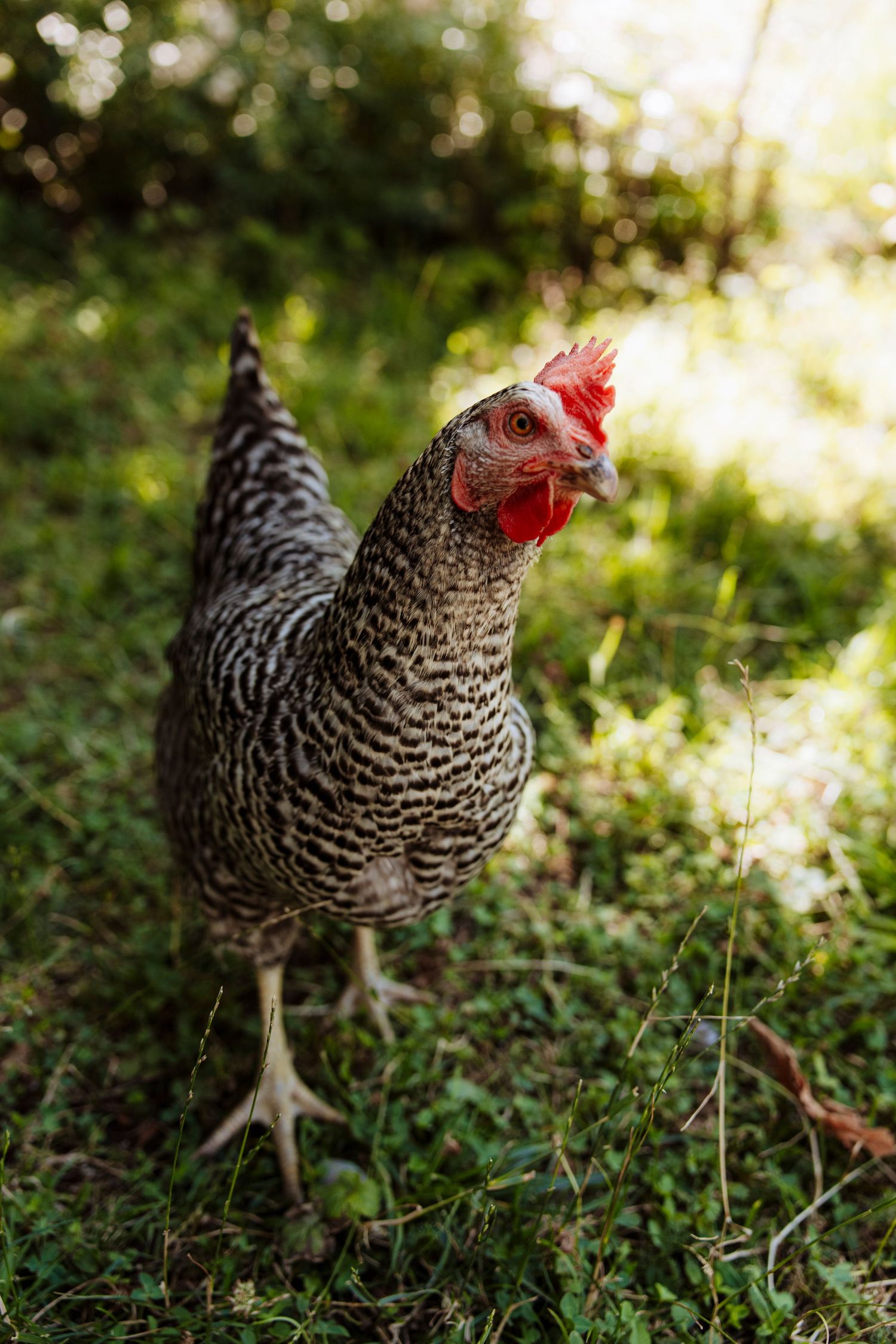 Speckled black and white hen with red comb standing on green grass in a sunny garden.