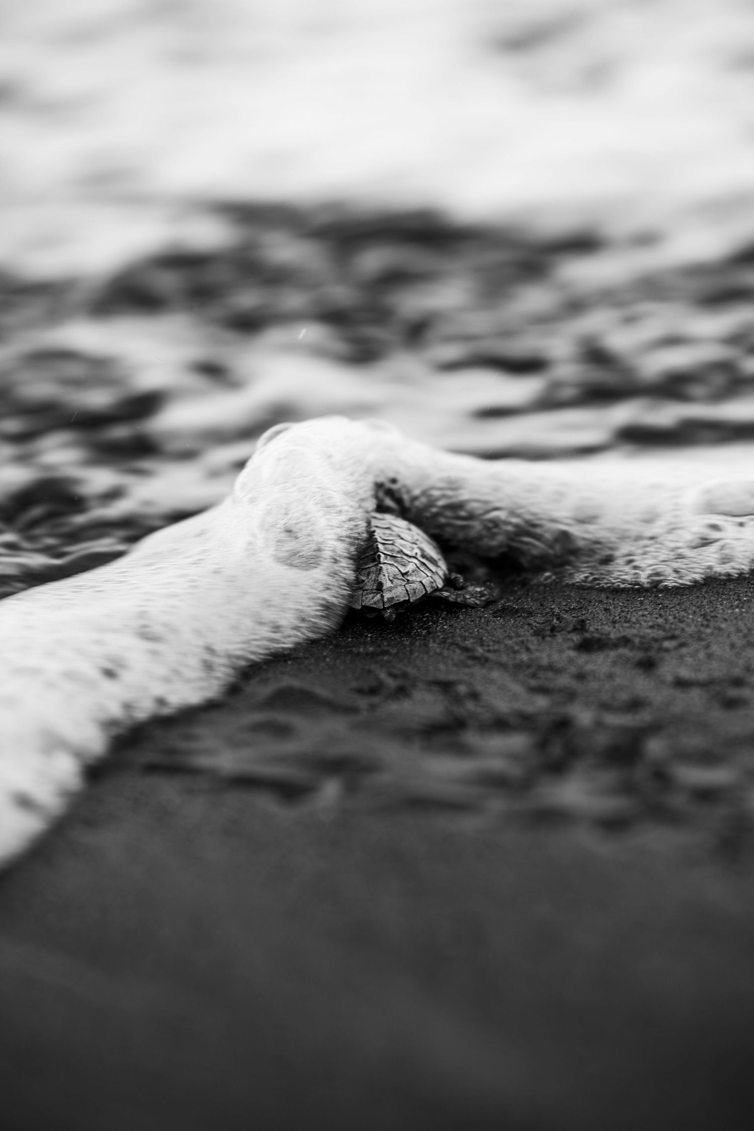 Black and white close-up of ocean foam washing over a small rock on a sandy beach shore.