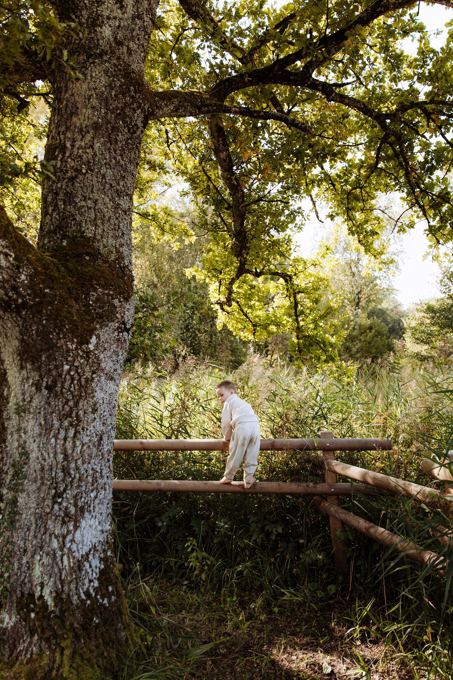 A young boy in white clothing balances carefully on a rustic wooden fence beside a large oak tree.