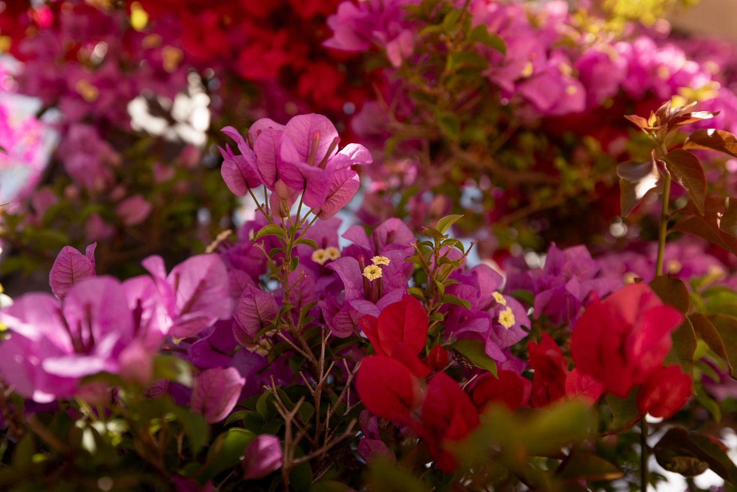 Colorful bougainvillea flowers in shades of pink, purple, and red blooming in sunlight.