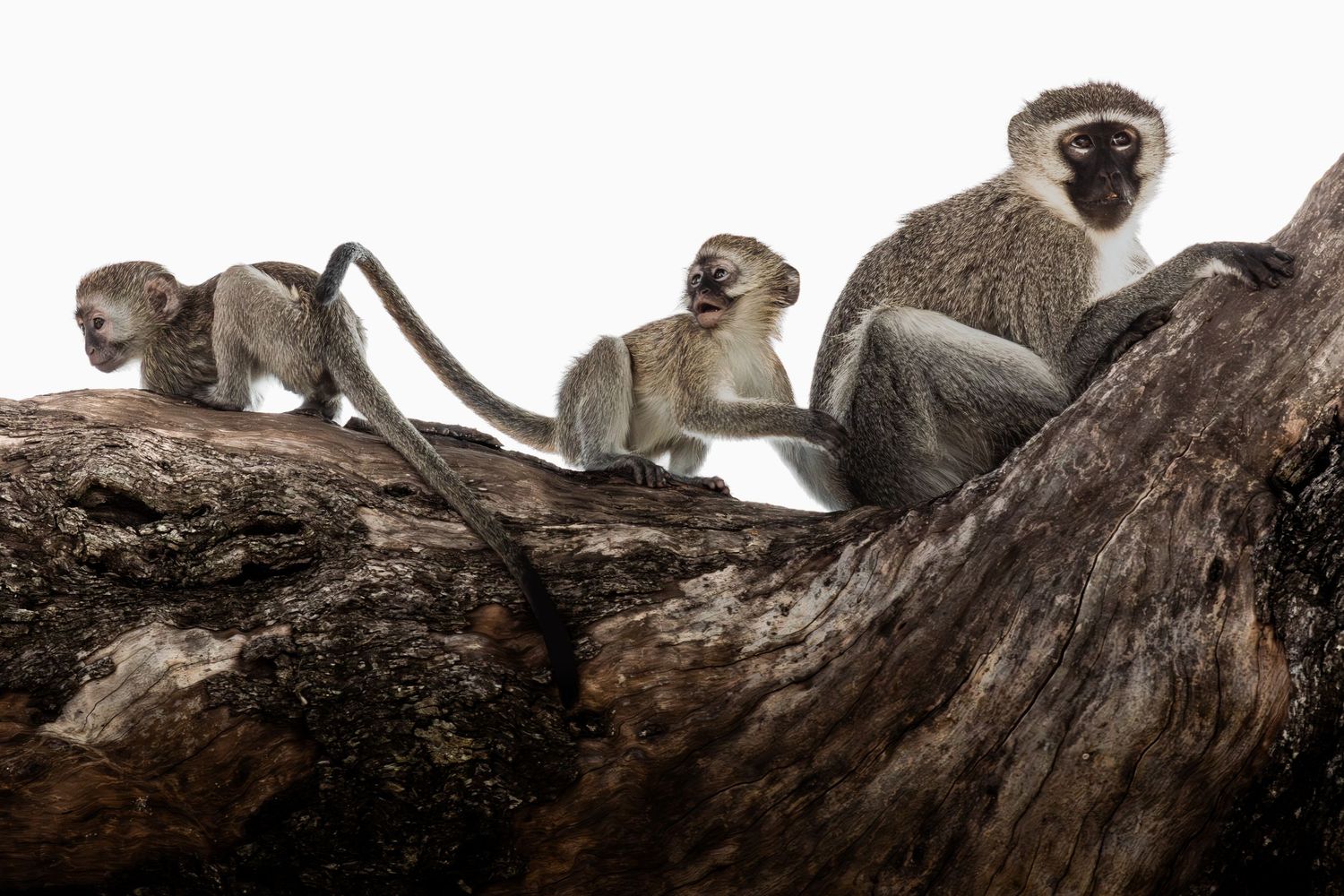 Three vervet monkeys perched on a large tree branch against a white background.