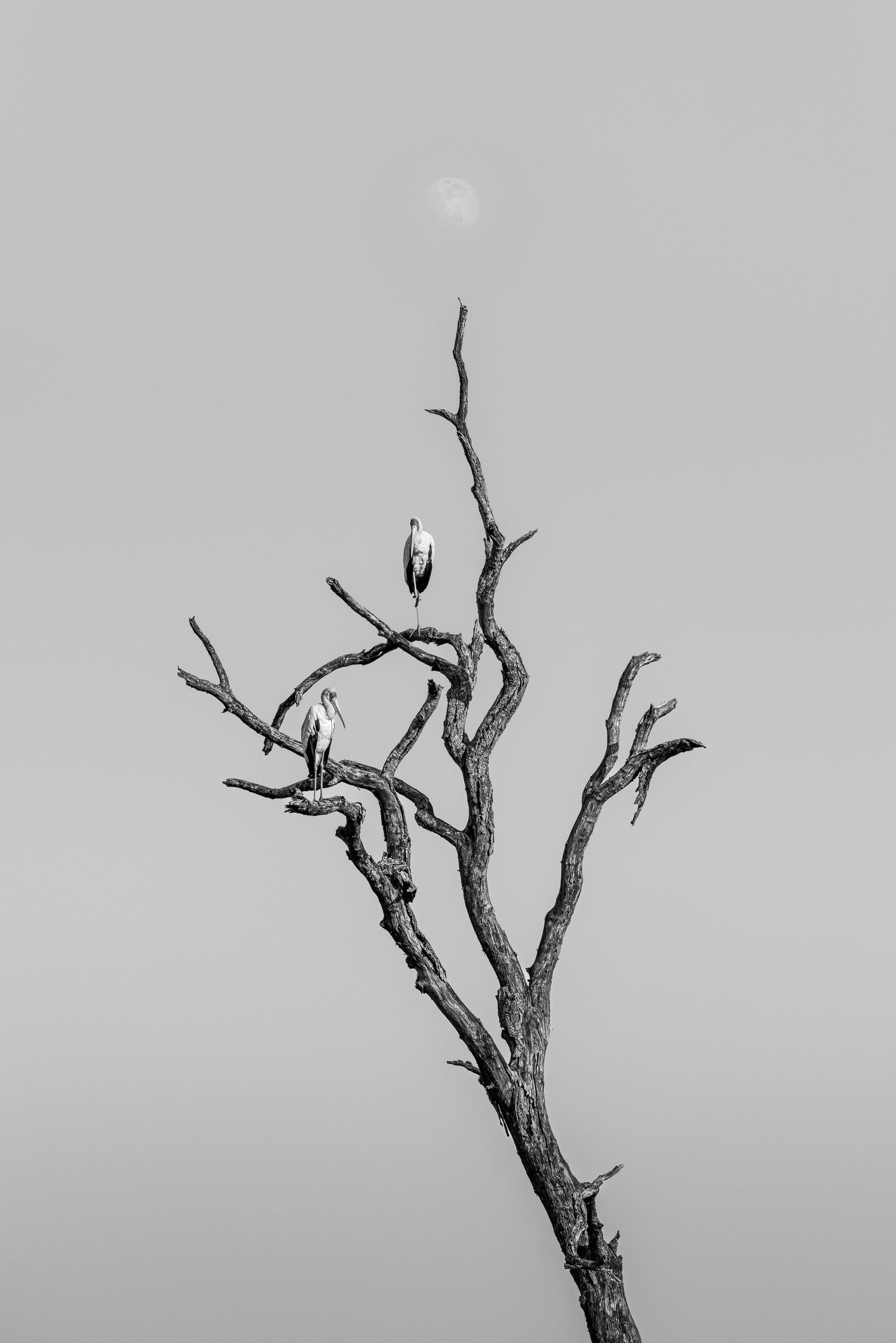 Black and white photo of two birds perched on a bare dead tree with a faint moon visible in the misty gray sky.