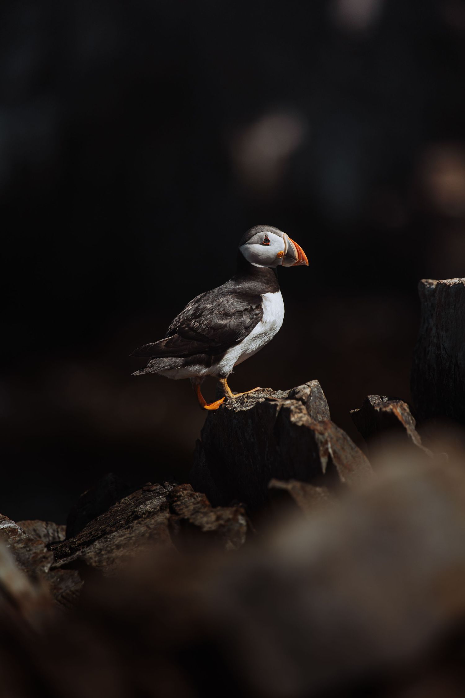 A Atlantic puffin with colorful orange beak perches on dark rocky terrain against a moody black background.