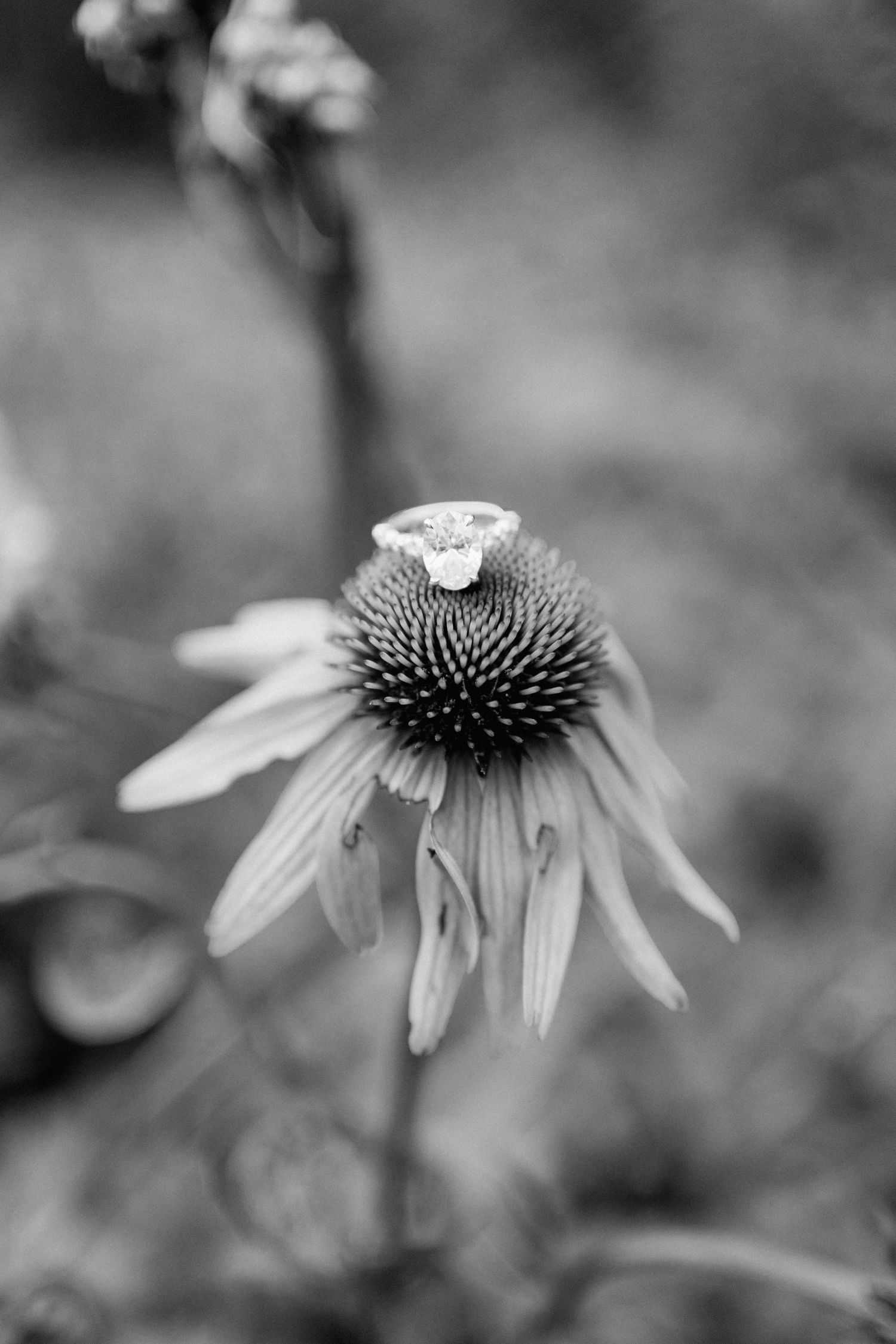 A delicate butterfly perches atop a black and white echinacea flower with drooping petals in dreamy soft focus.