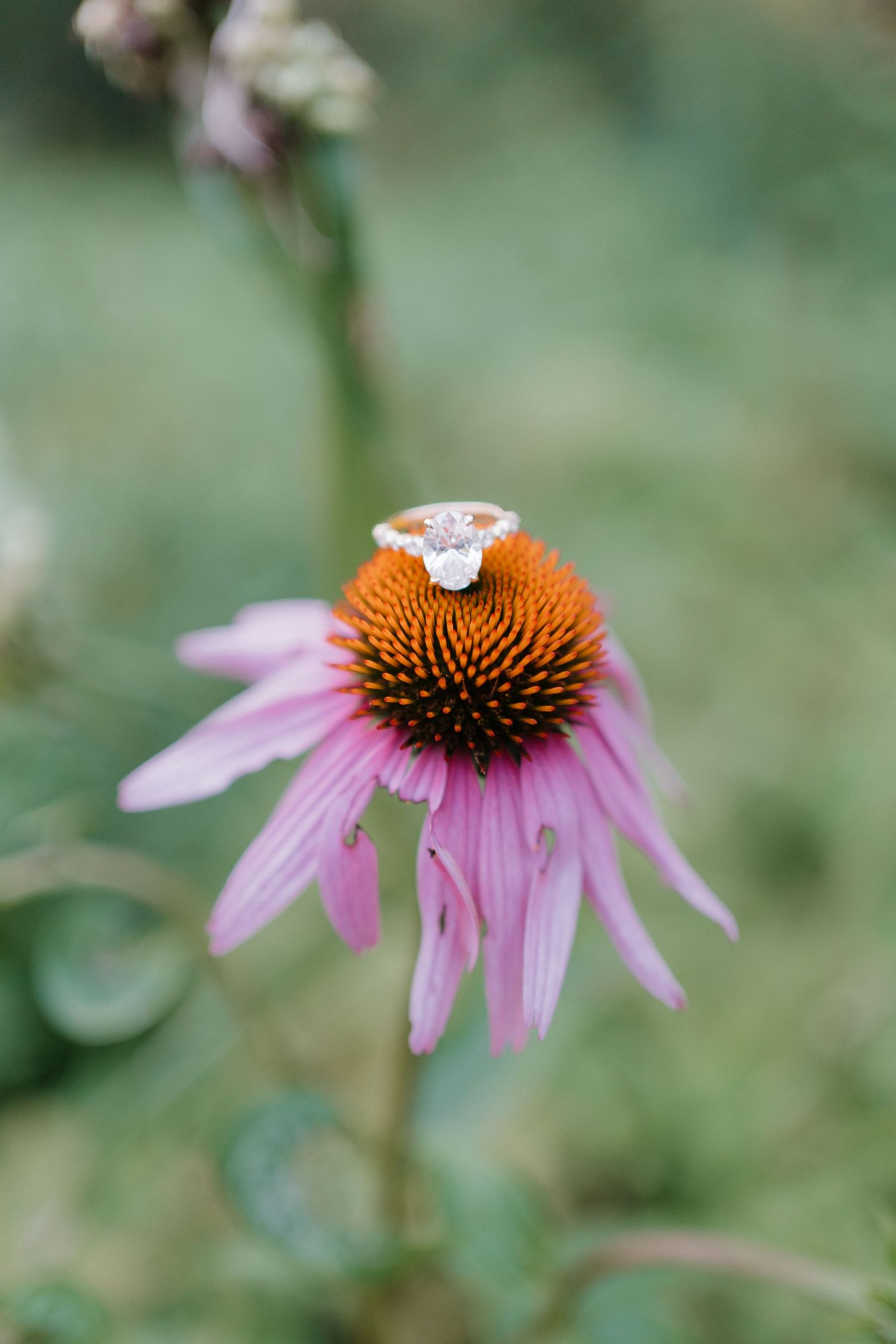 A sparkling diamond engagement ring sits atop a pink coneflower in bloom against a soft green bokeh background.