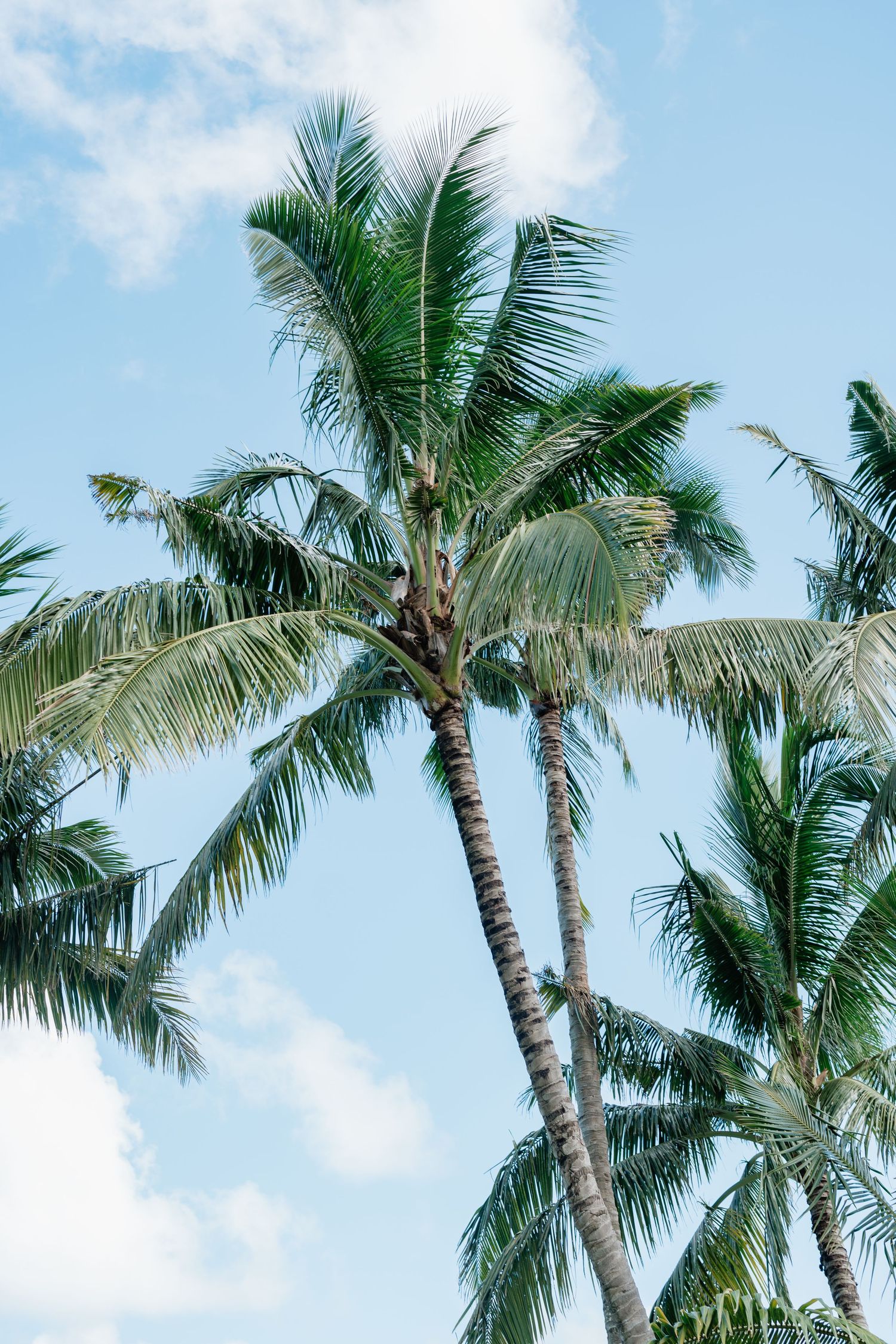 Tall tropical palm trees with lush green fronds swaying against a bright blue sky with scattered white clouds.
