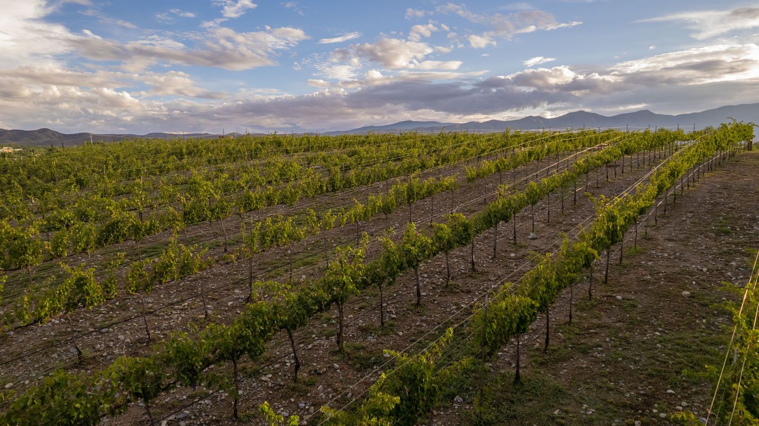 Panoramic view of vineyard rows stretching across rolling hills under dramatic cloudy skies at sunset.