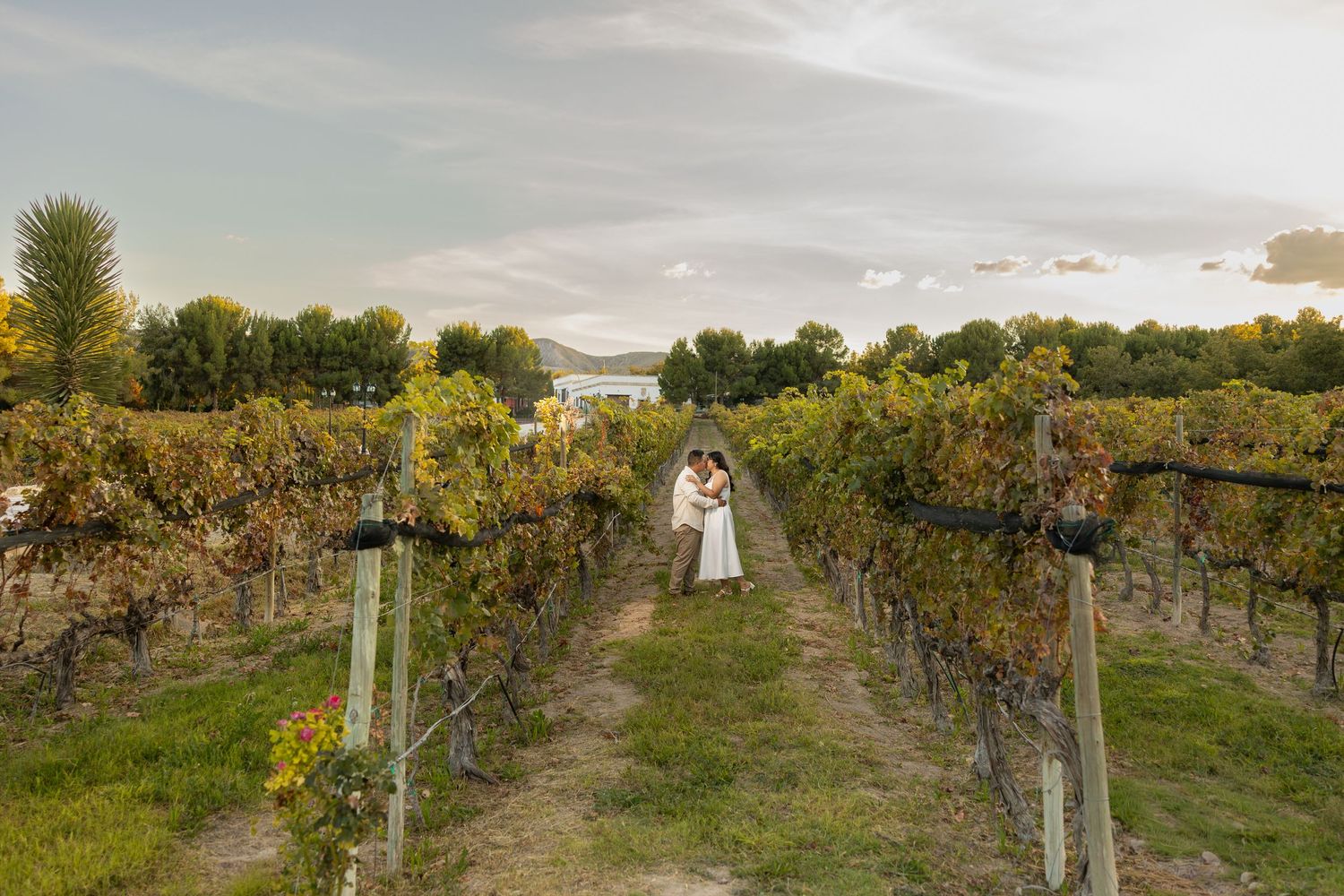 A couple walks through rows of grapevines at a vineyard during golden hour with autumn foliage in the background.