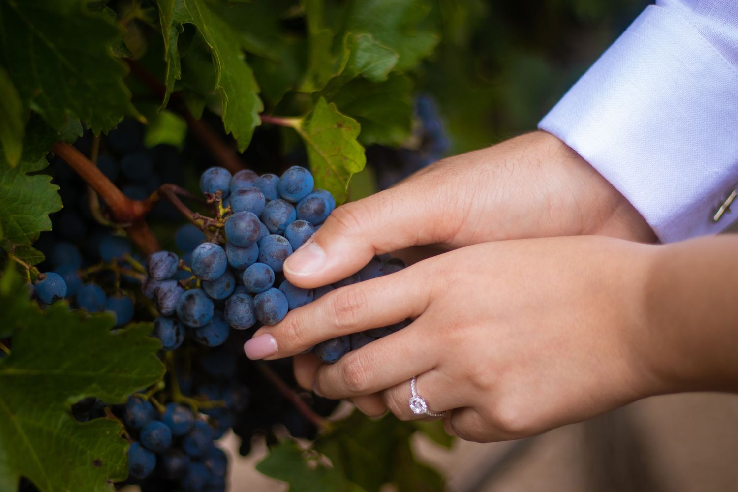 Close-up of hands touching ripe purple wine grapes on the vine with an engagement ring visible. boda en Parras Coahuila fotógrafo