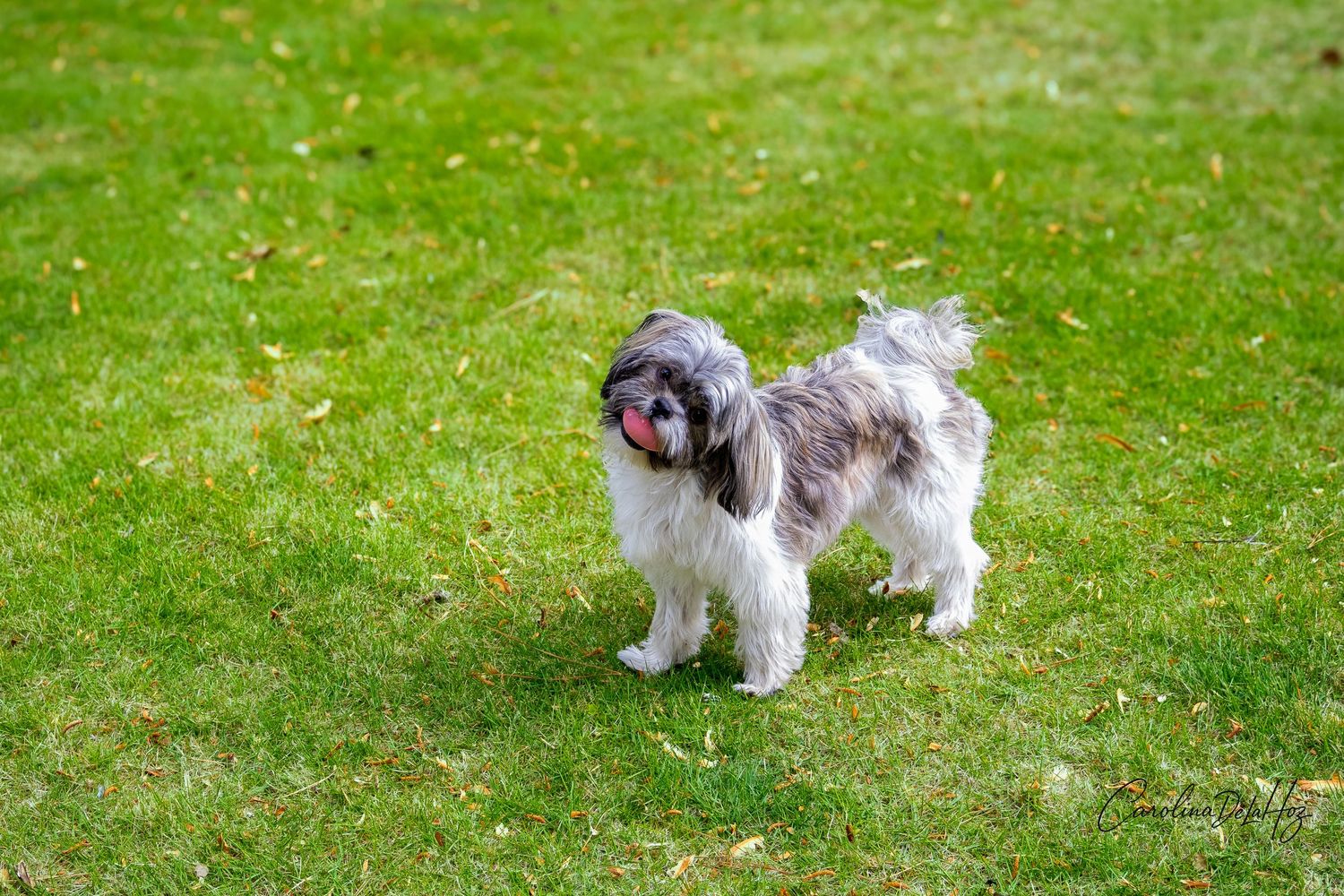 A small gray and white Havanese dog stands on green grass with its mouth open in a happy expression.
