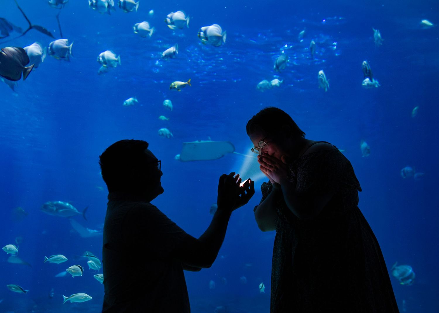 Silhouetted couple sharing a romantic proposal moment in front of a stunning blue aquarium tank filled with fish.