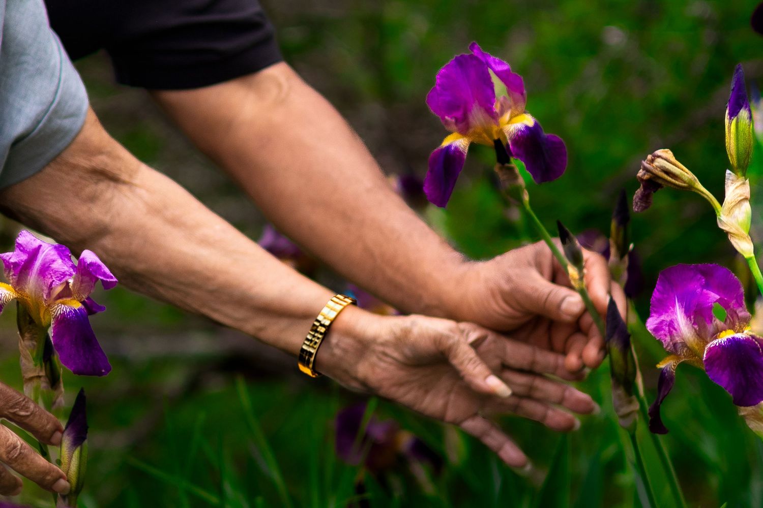 Elderly hands with gold bracelet tending to purple iris flowers in a garden.