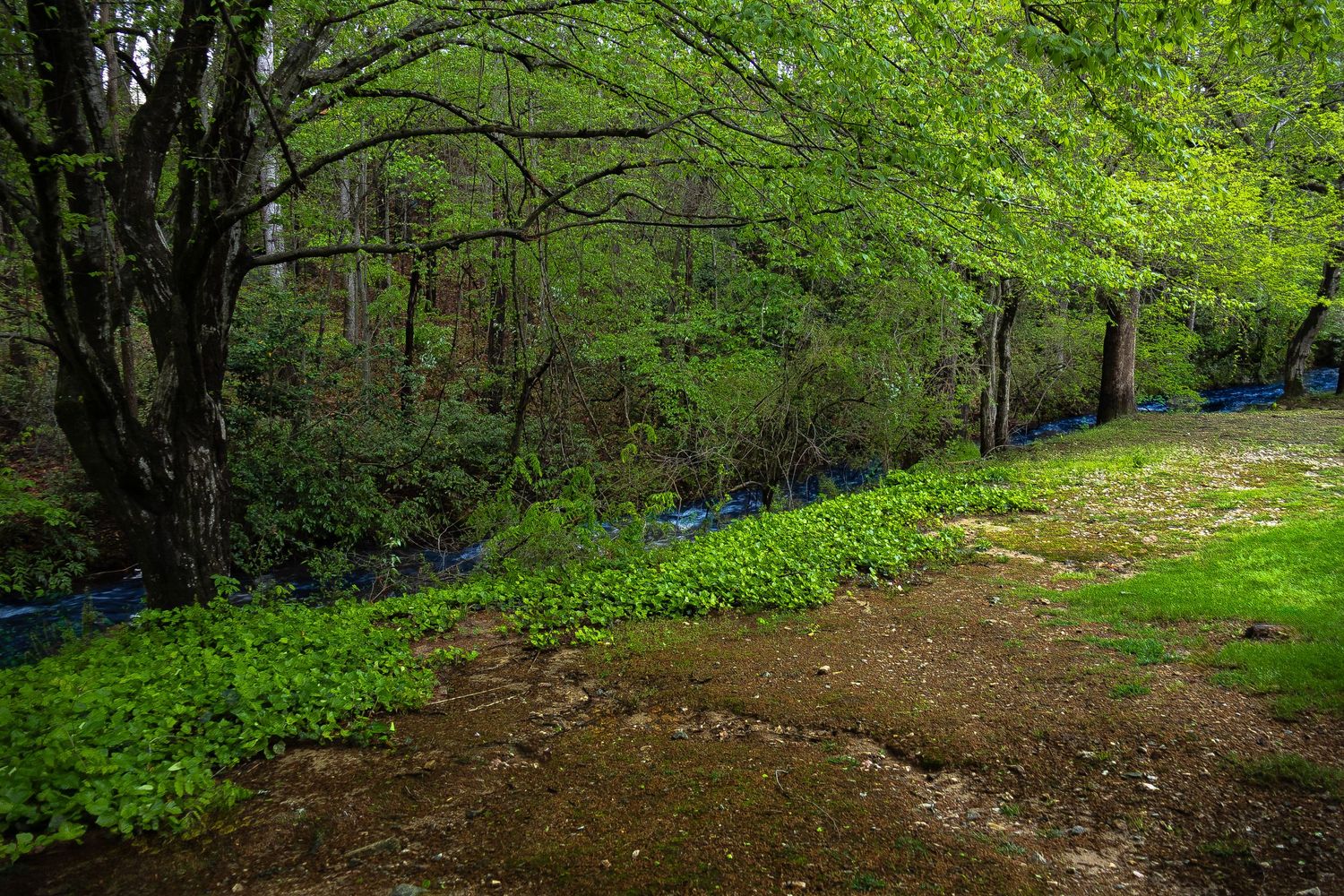 A serene forest path winds along a stream with lush green spring foliage.