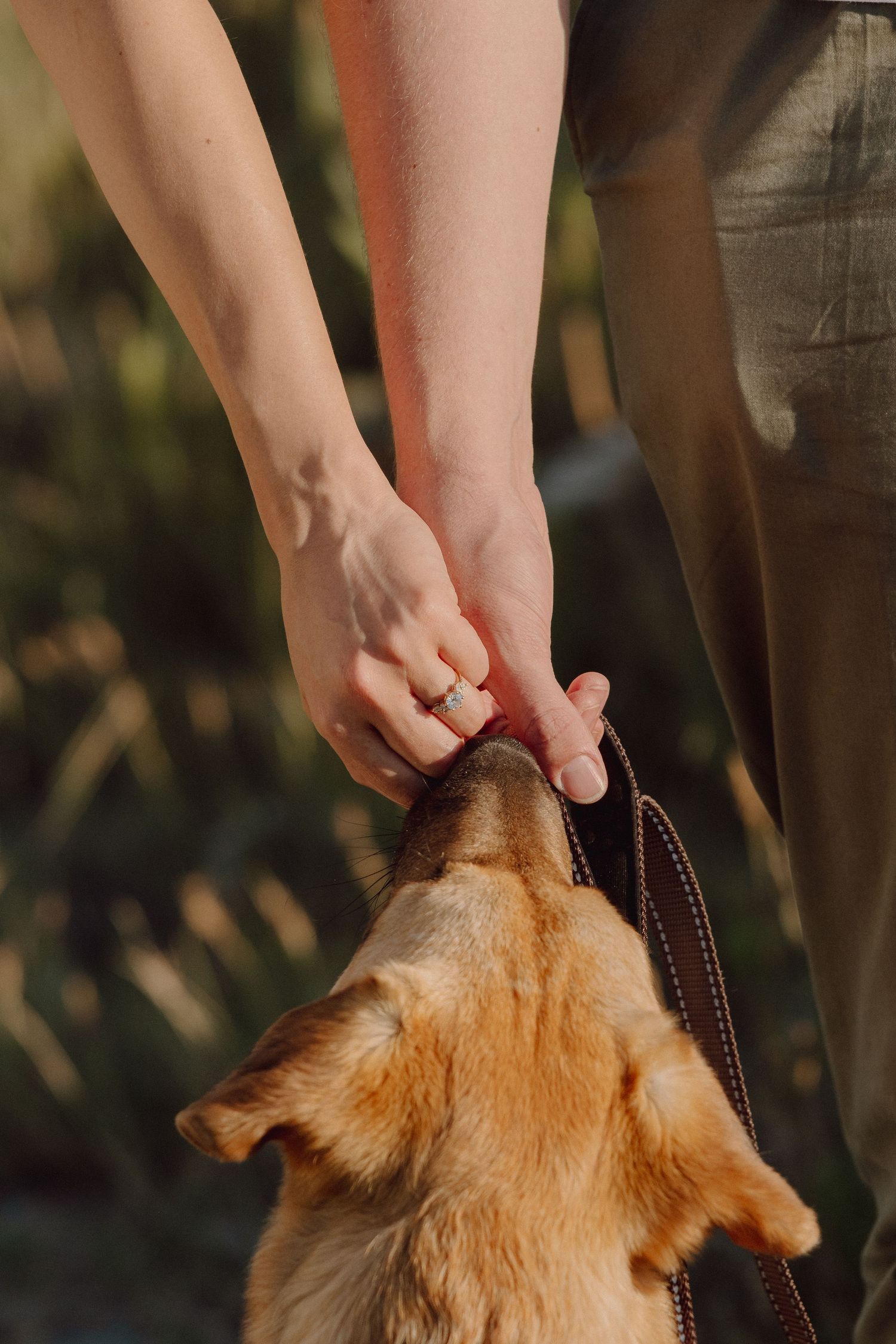 A golden dog sniffing a woman's hand wearing a ring while on a leash outdoors in sunlight.