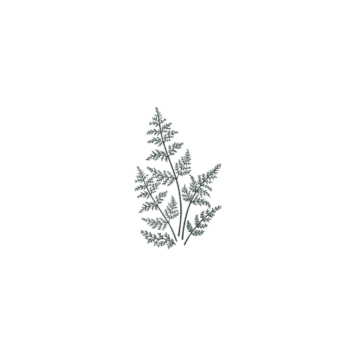 Simple black line drawings of delicate fern fronds and leaves arranged in a scattered pattern.