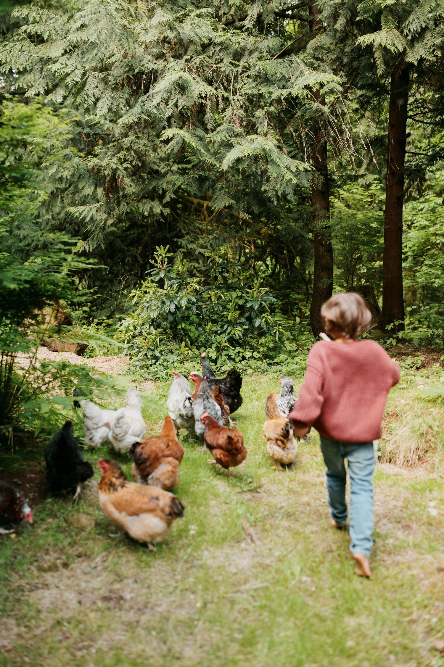 Free-range chickens following someone wearing a pink sweater down a wooded path in a lush green forest setting.