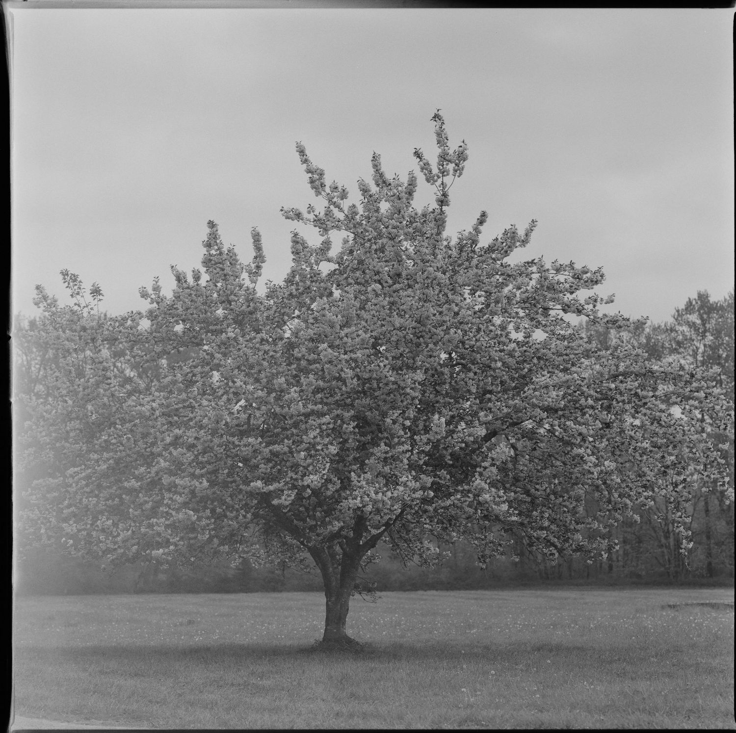 A lone flowering tree stands in full bloom against a misty background creating a serene black and white landscape.