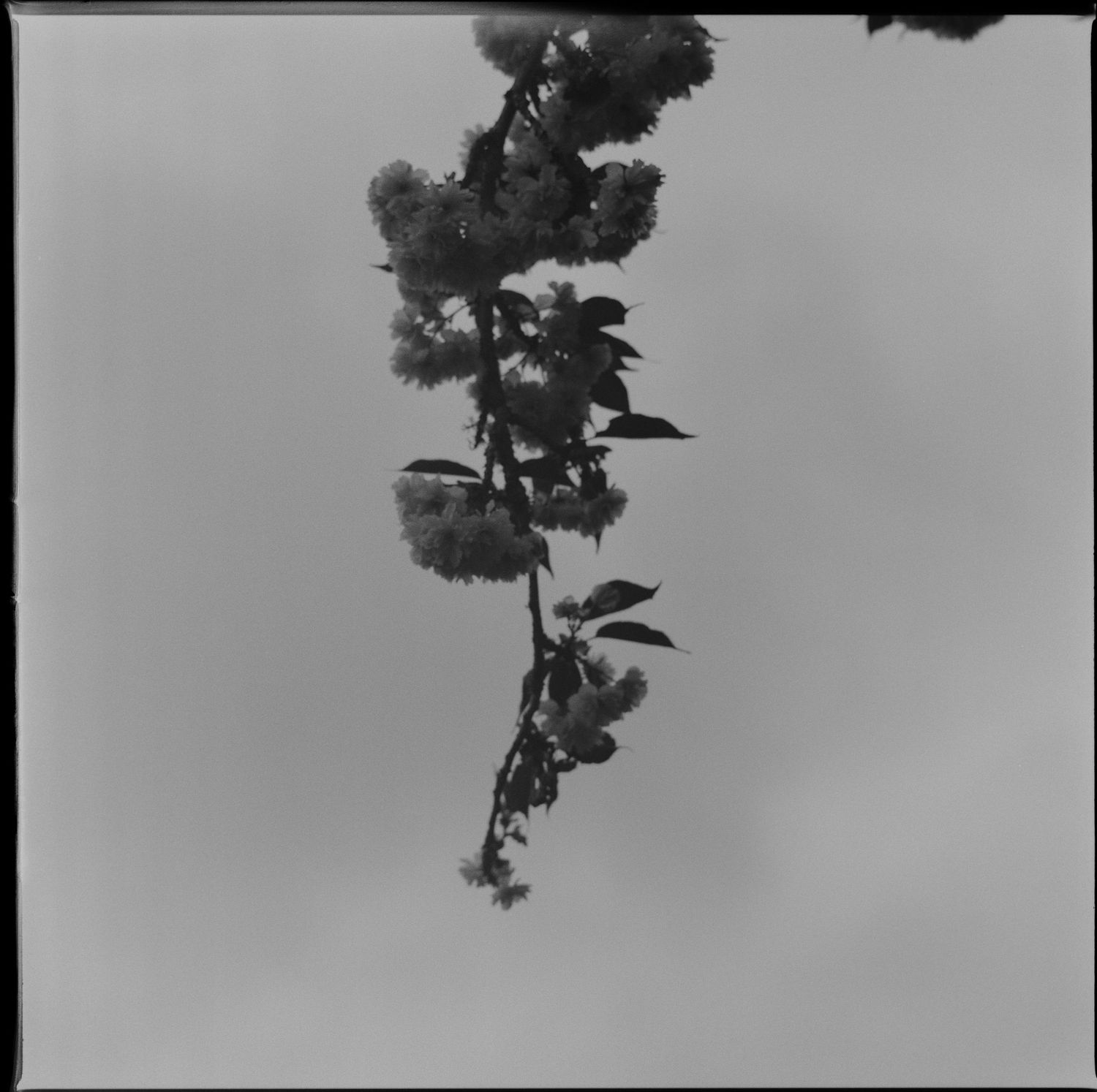 Black and white silhouette of a suspended figure against a cloudy sky with tree branches in view.