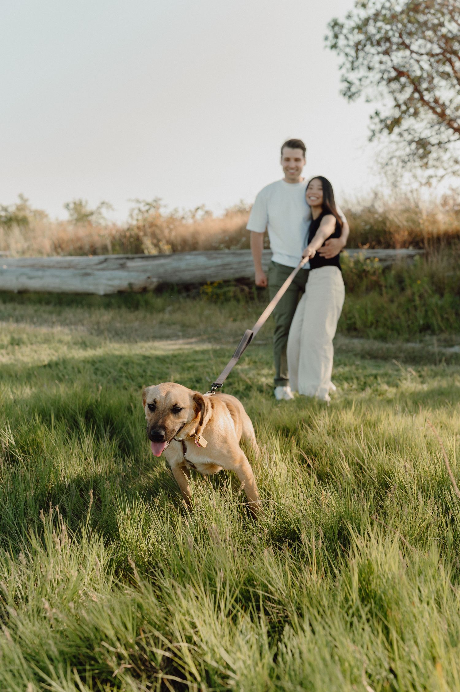 A couple walks their golden Labrador on a leash through a lush green field at sunset.