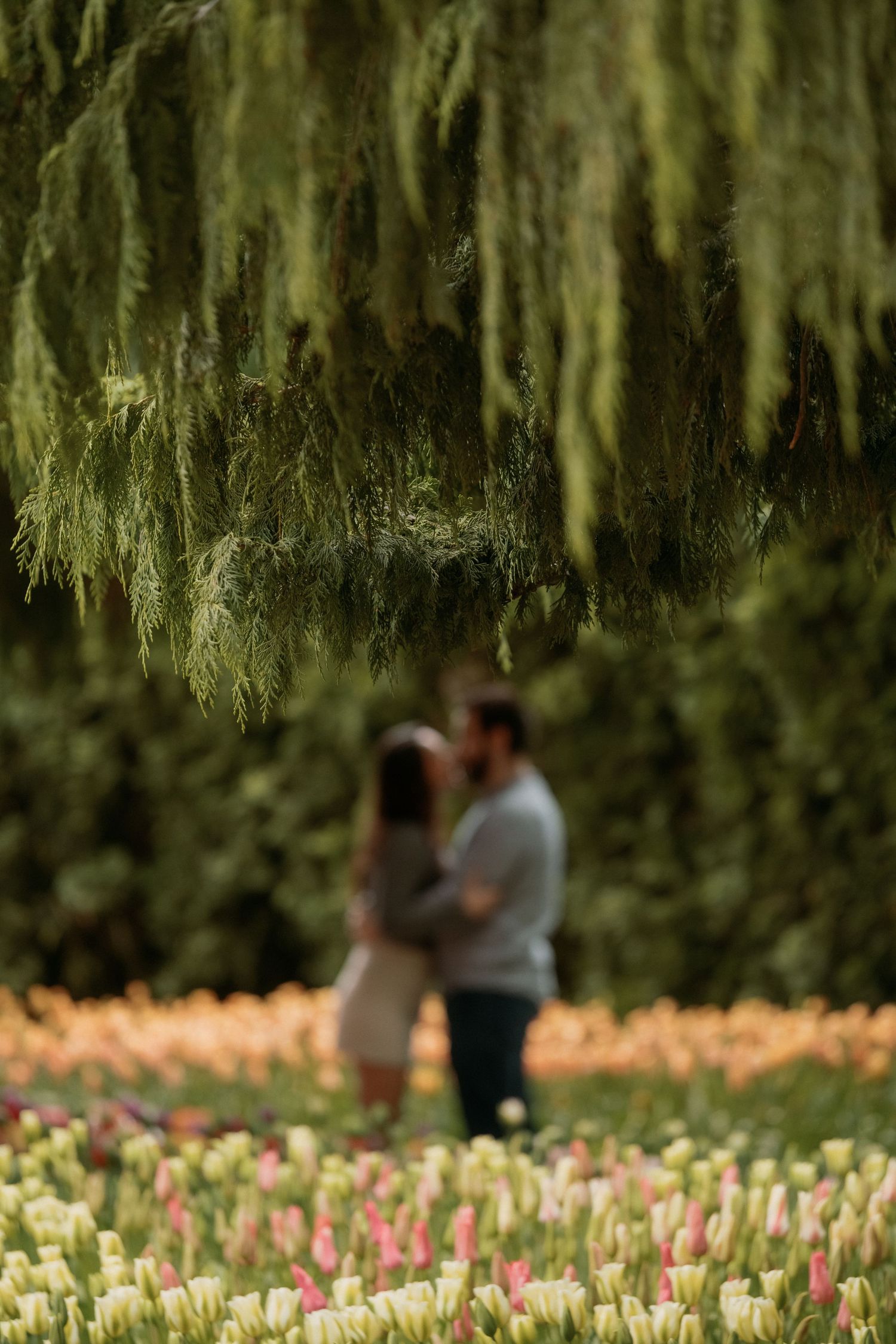 A couple shares a romantic moment under drooping willow trees surrounded by blooming spring tulips in a garden.