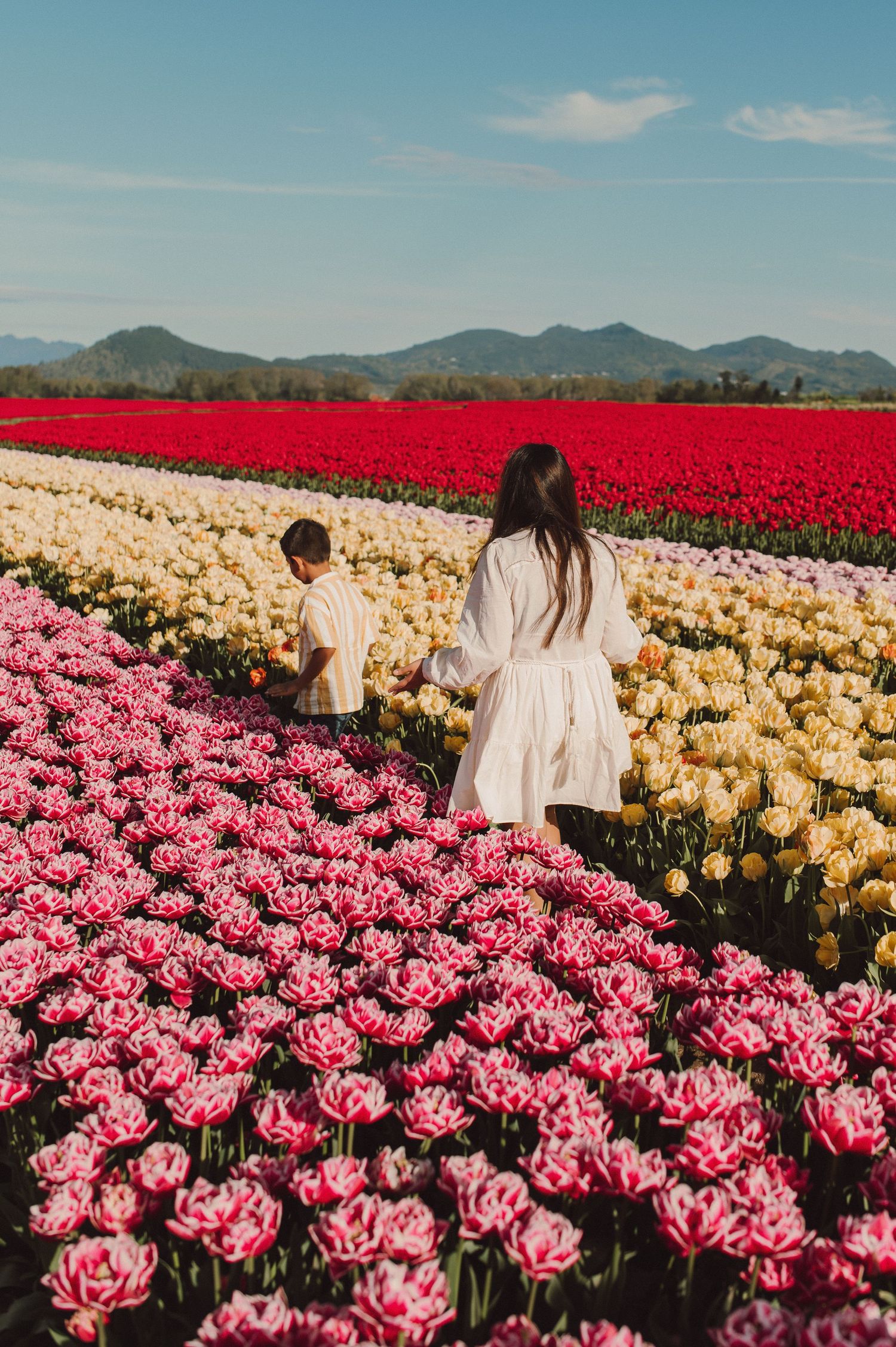 Two figures walk through vibrant rows of pink, yellow and red tulips with mountains in the distance under blue skies.