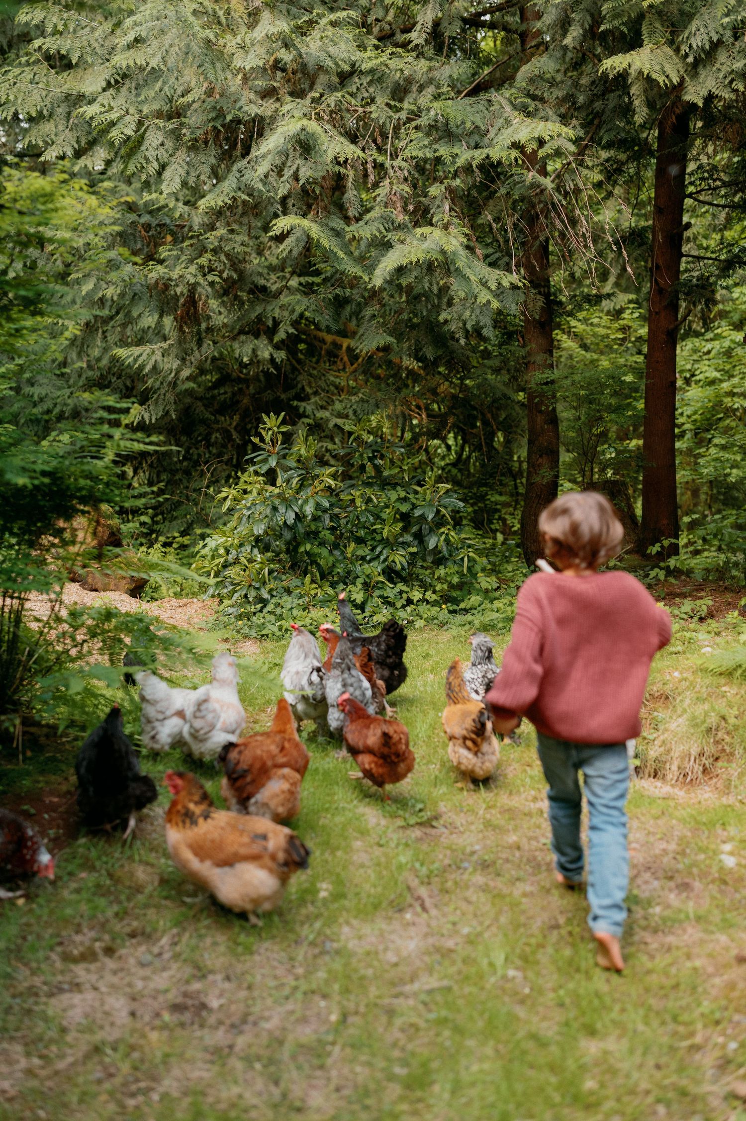 A young child in a pink sweater and jeans chases a flock of colorful chickens on a green lawn surrounded by lush forest.