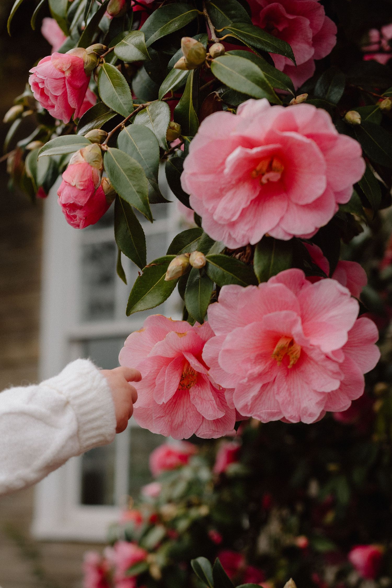 A hand in a white knit sweater gently touches pink camellia blooms on a lush green bush near a window.