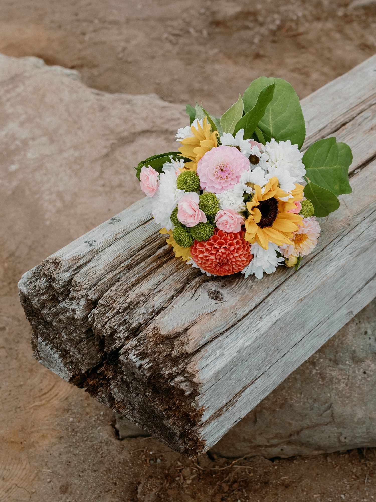 A colorful bouquet with sunflowers, pink dahlias, and mixed flowers rests on weathered driftwood in rustic outdoor setting.