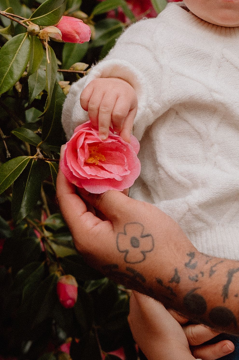 A tattooed adult hand holds a pink camellia flower as a baby in a white knit sweater gently touches it.