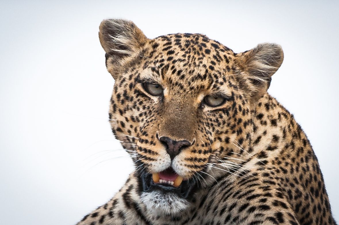 Close-up portrait of a leopard with striking spotted coat and intense gaze against a white background.