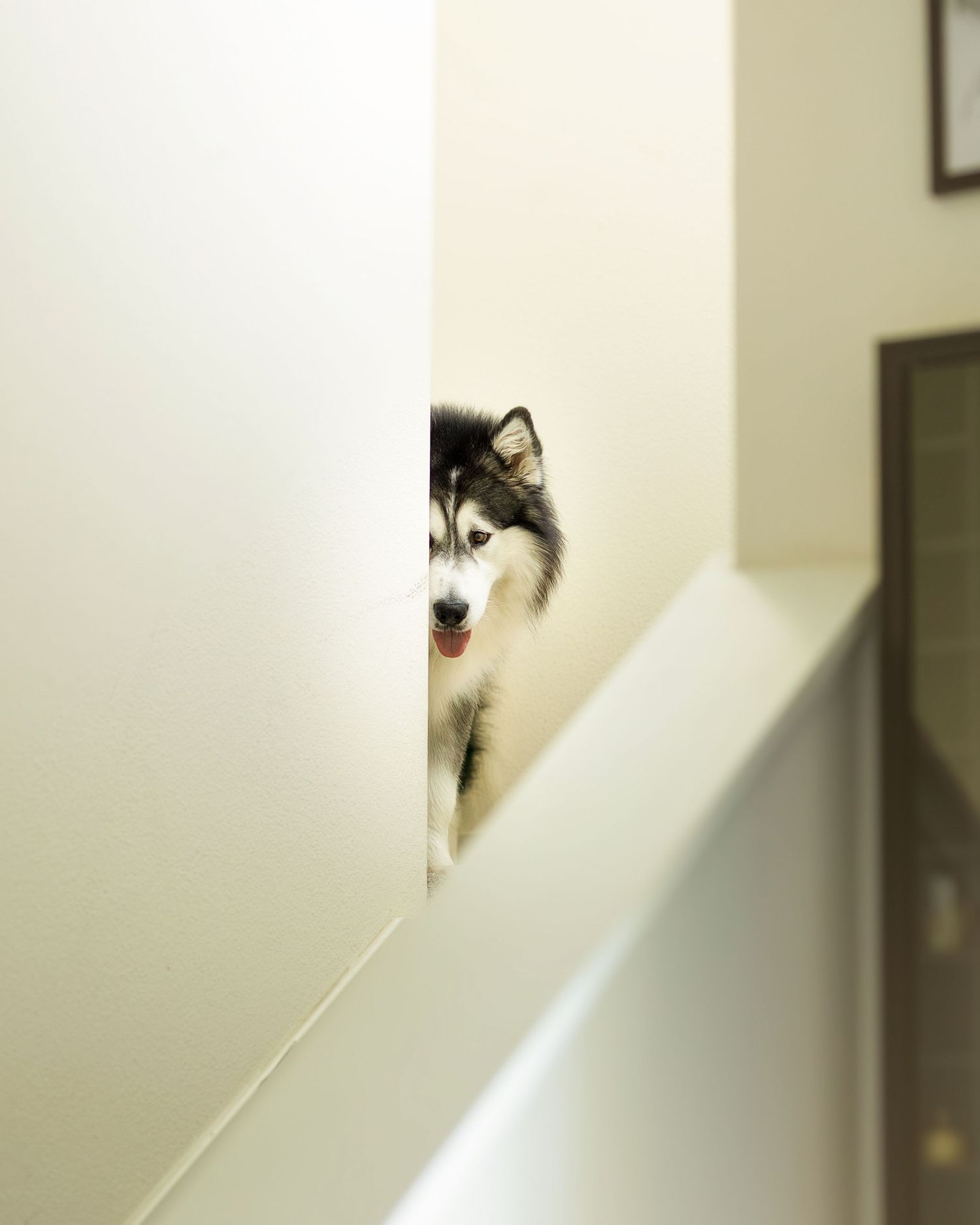 A curious black and white cat peeks around a white corner wall in a playful manner.