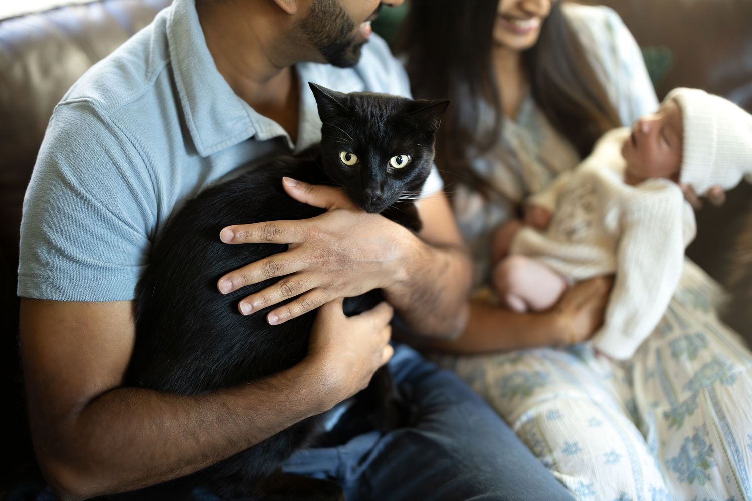 Close-up view of hands holding various cats and kittens in a cozy indoor setting.