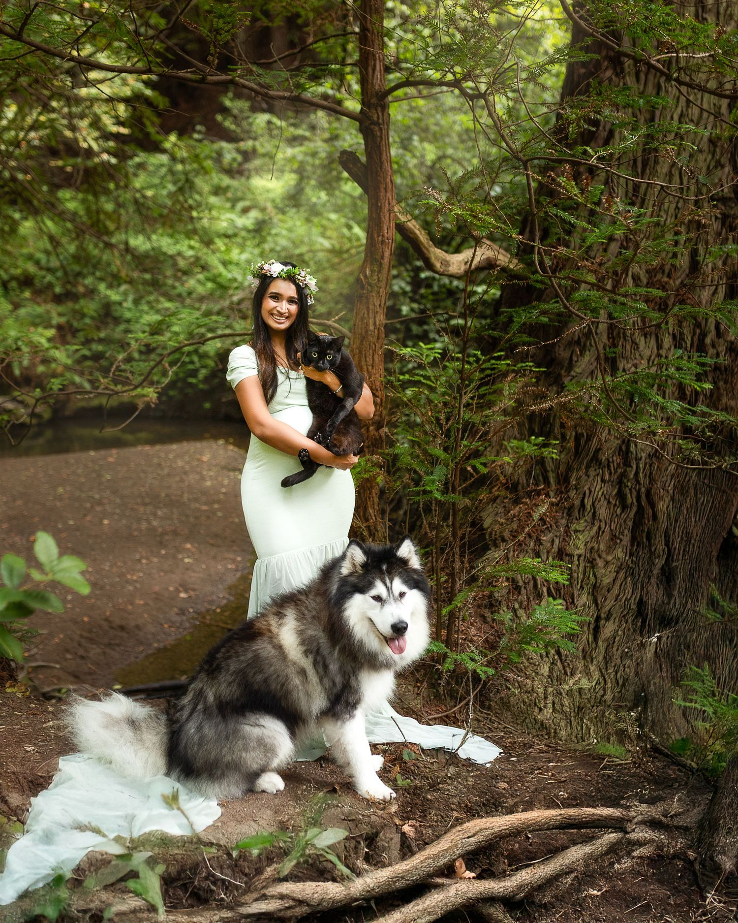 A fluffy black and white Alaskan Malamute dog rests on a fallen log along a wooded forest trail.