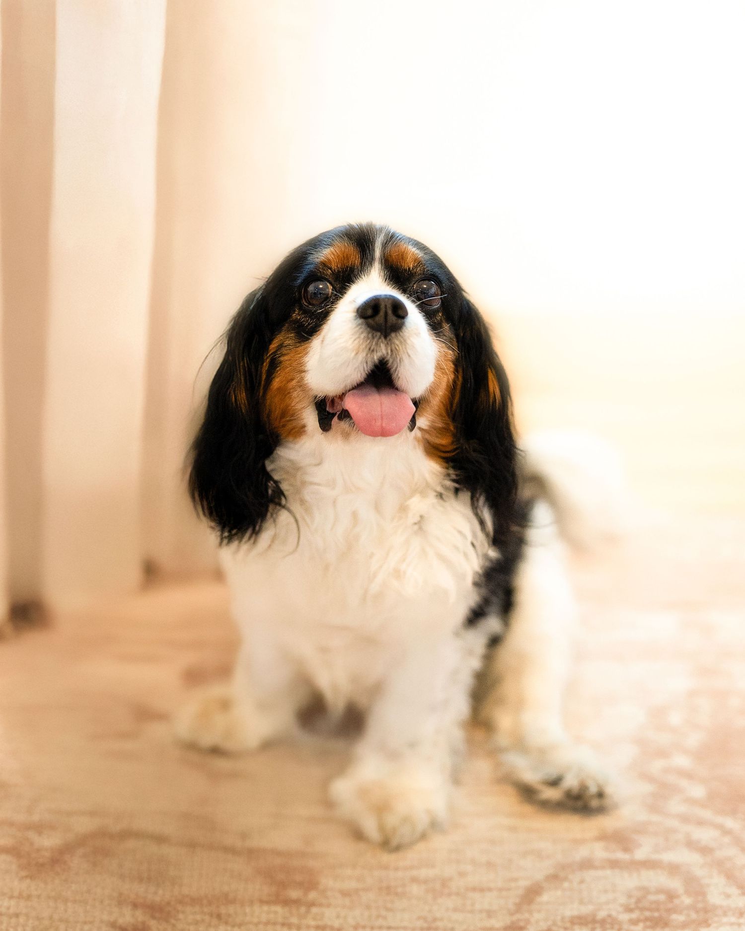 A Cavalier King Charles Spaniel dog with black and white fur sitting on a beige carpet with tongue sticking out.