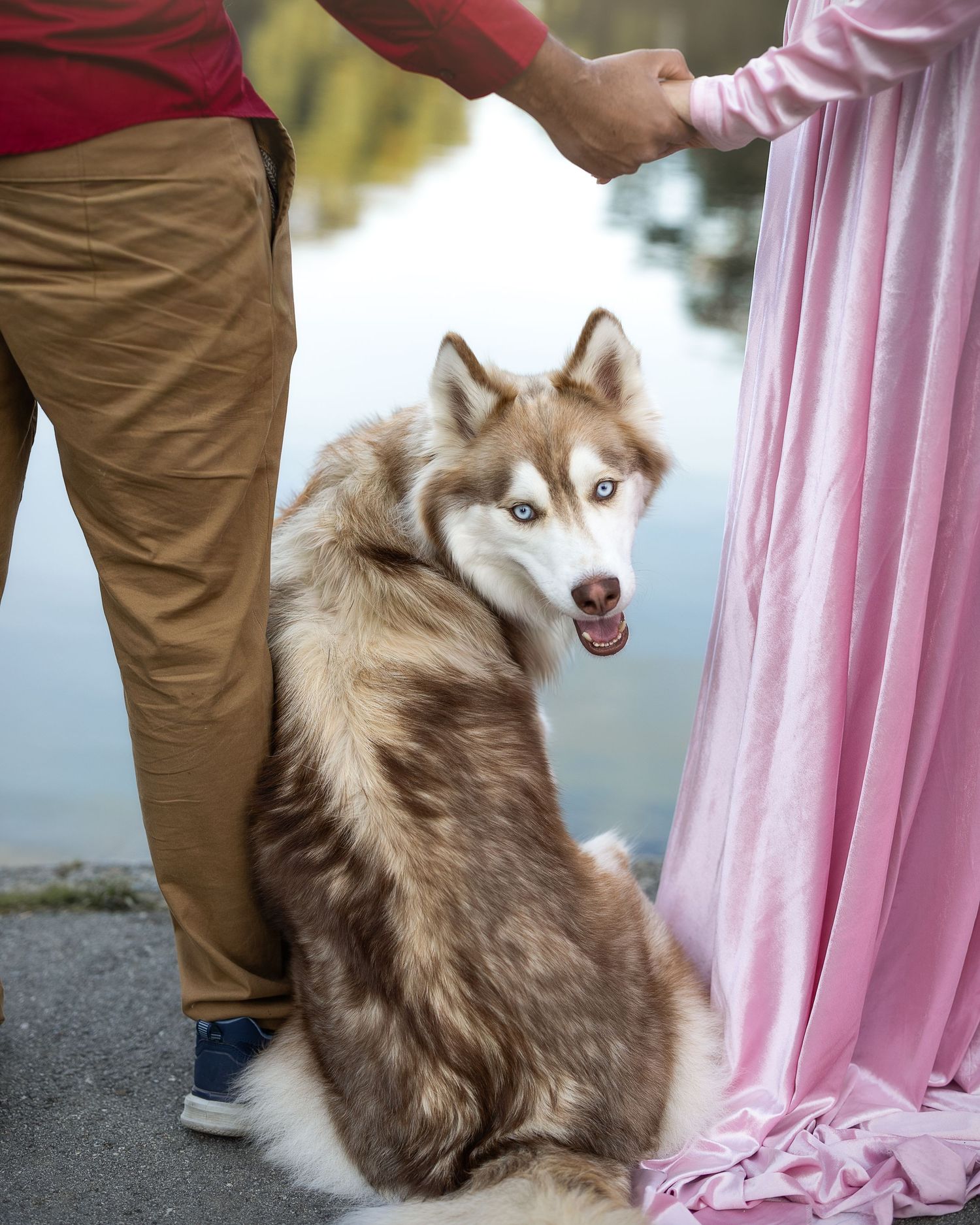 A brown and white husky dog sits outdoors against a pink curtain backdrop while being photographed.