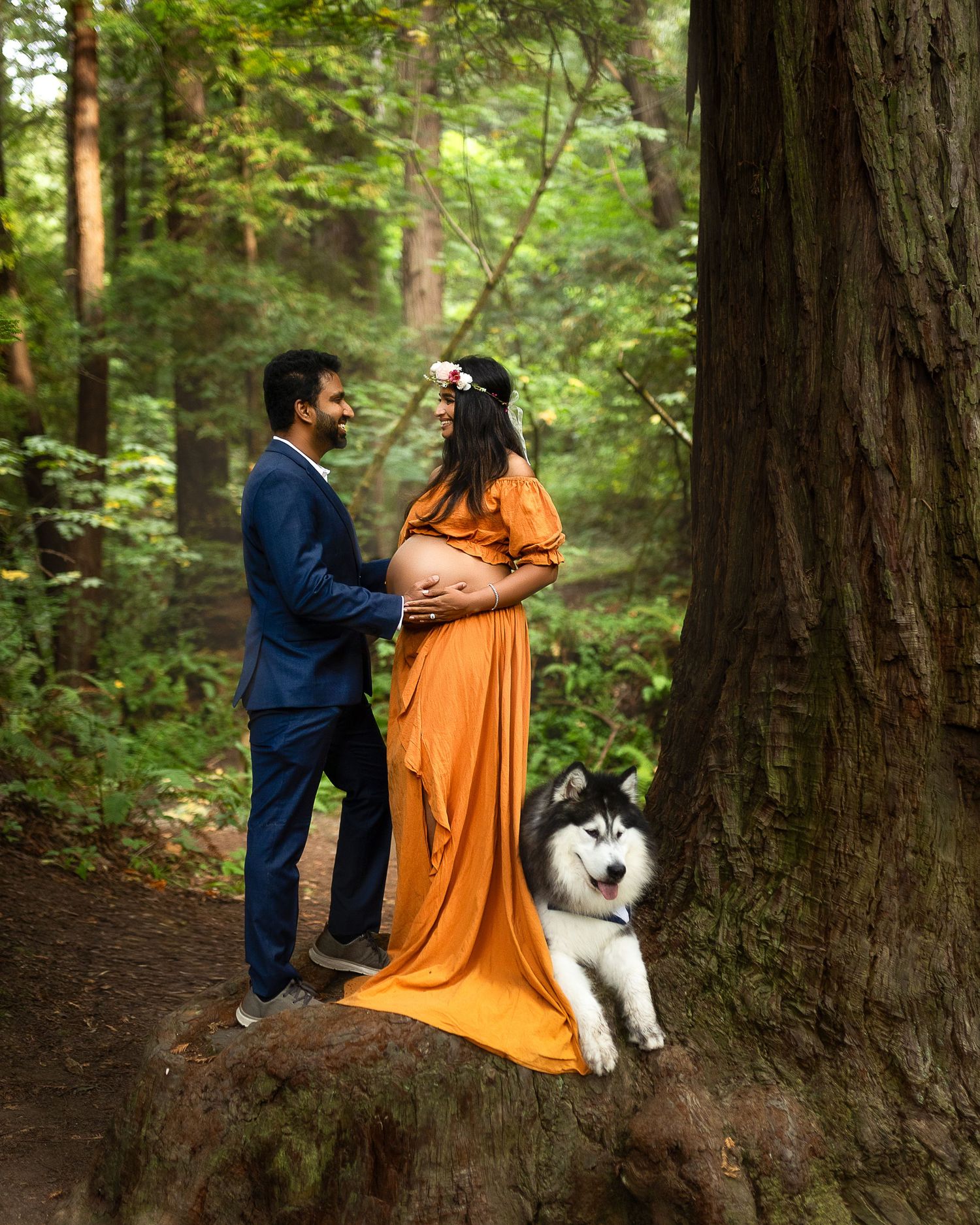 A couple in formal attire poses in a forest with their Husky dog during a maternity photo shoot.