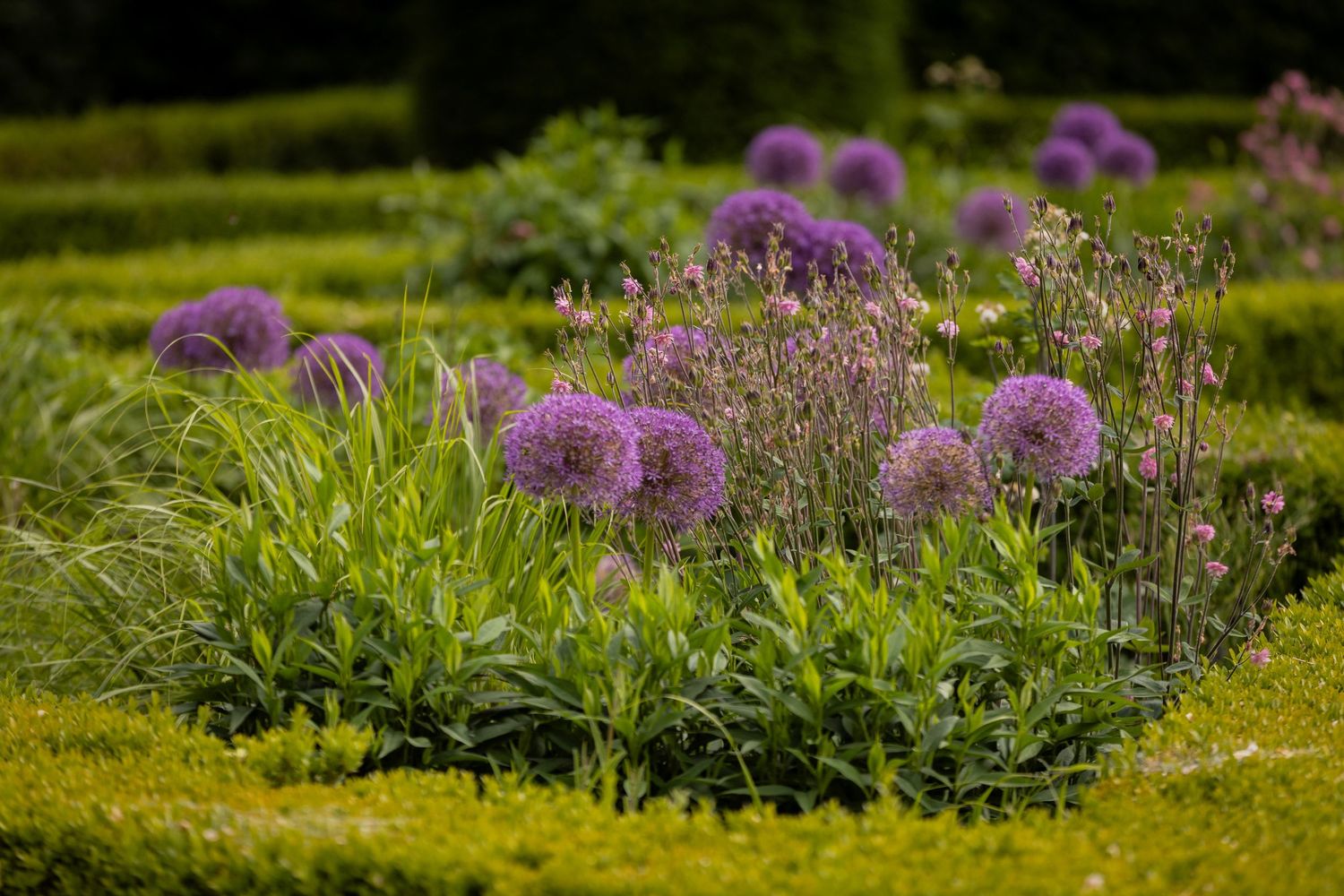 Purple allium flowers bloom among green foliage in a sunny garden setting.