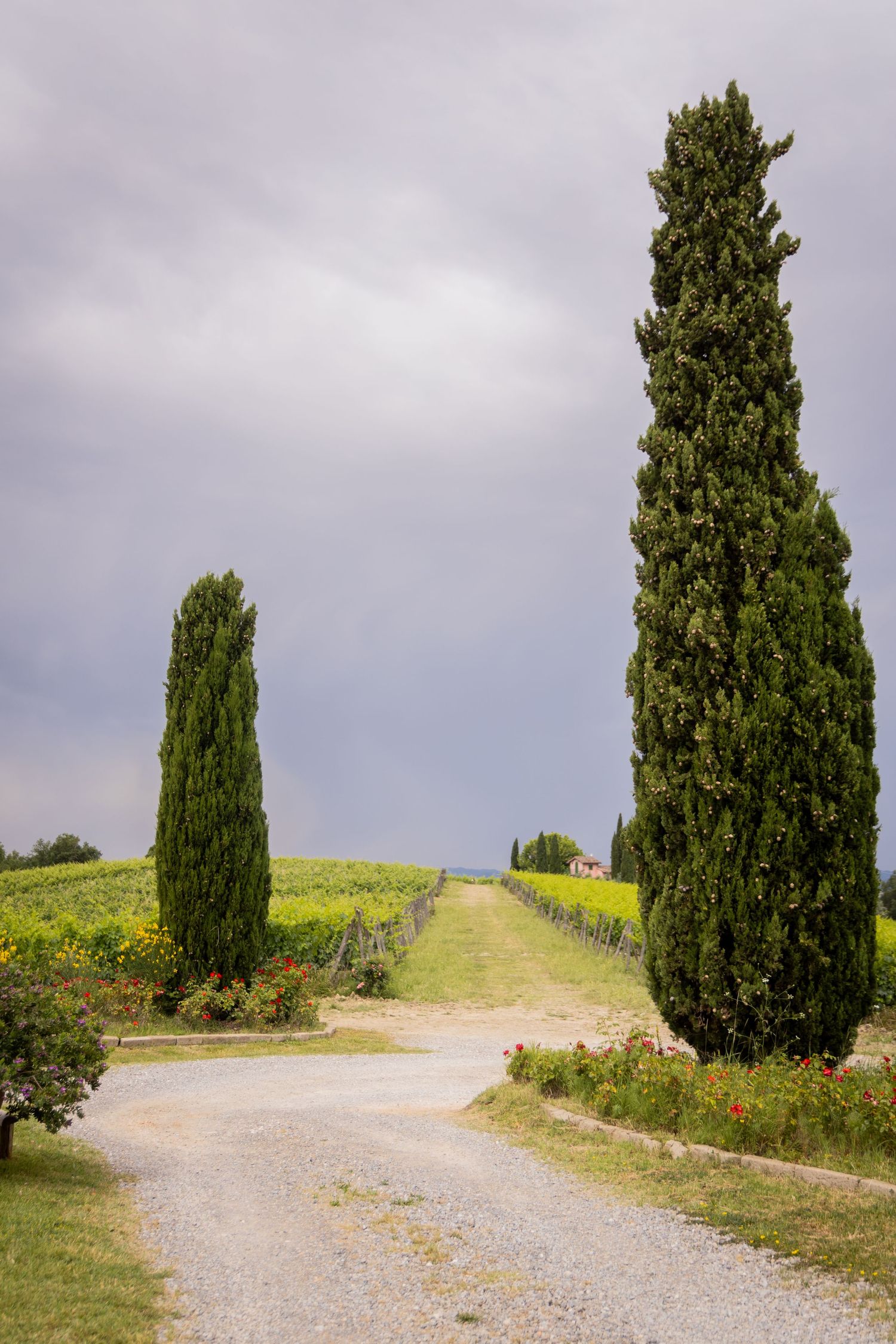 A winding gravel path leads through Tuscan countryside with tall cypress trees and rolling hills under moody skies.