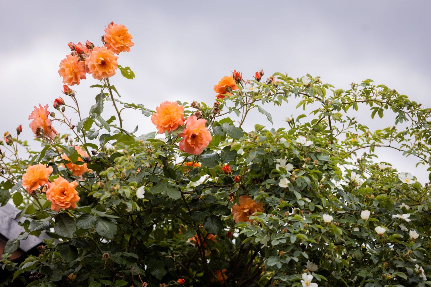 Orange climbing roses bloom abundantly on a curved garden arch against a cloudy sky.