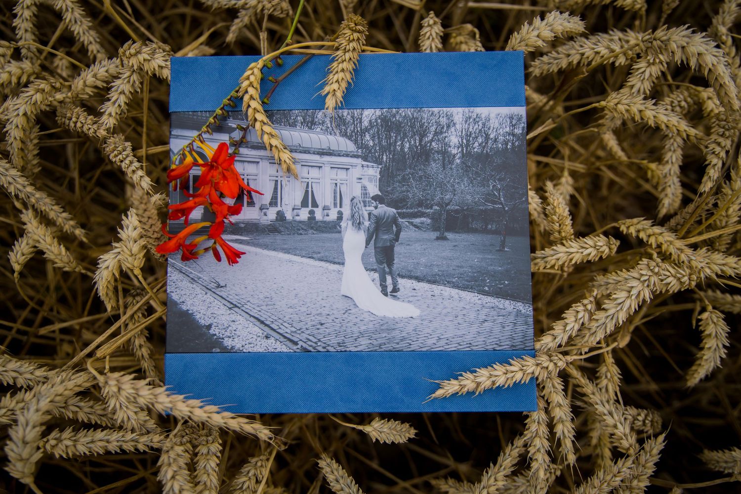 Old winter photograph displayed on dried wheat stalks background showing skiers on a snowy mountain slope.