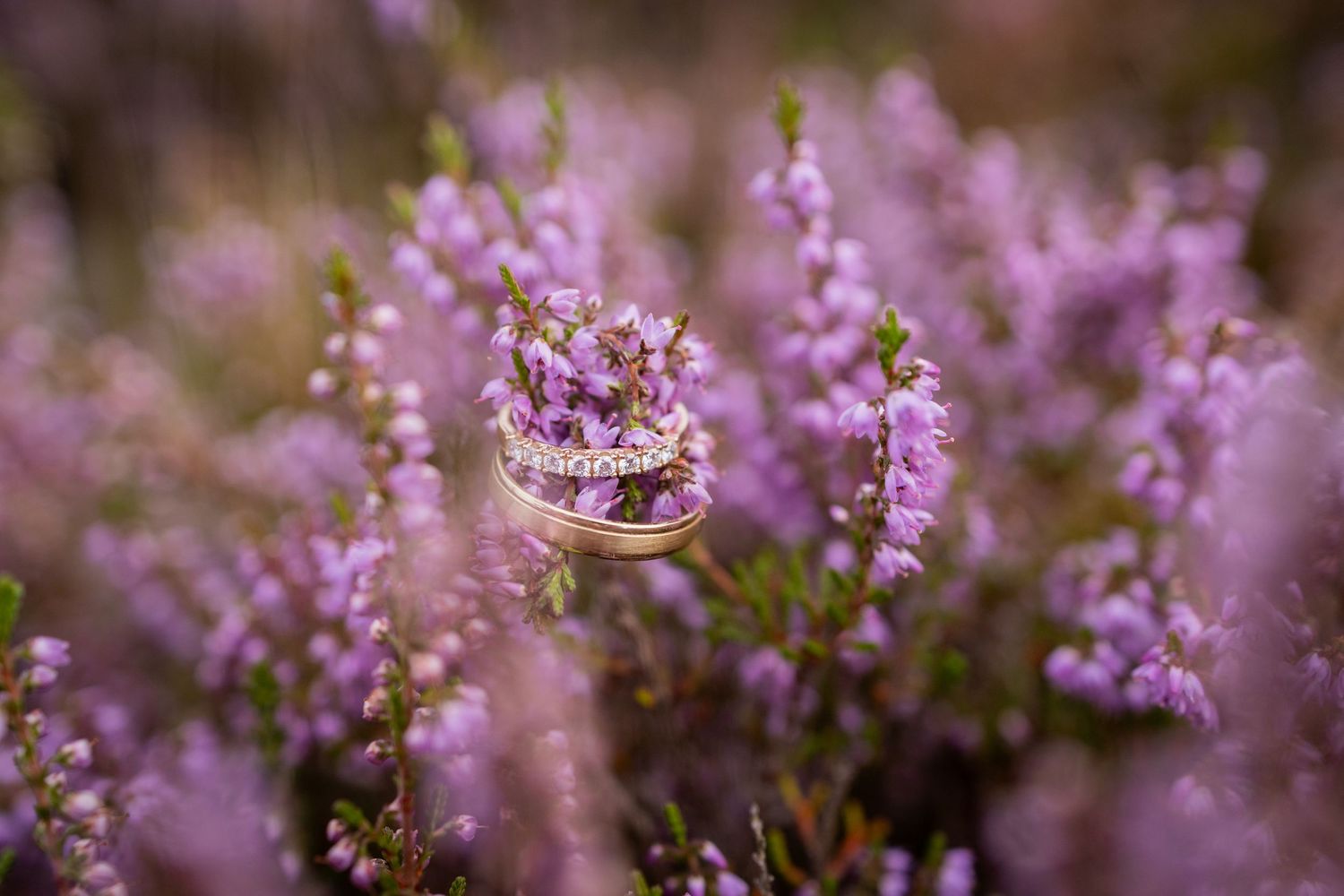 Purple heather flowers creating a romantic foreground in a nature setting.