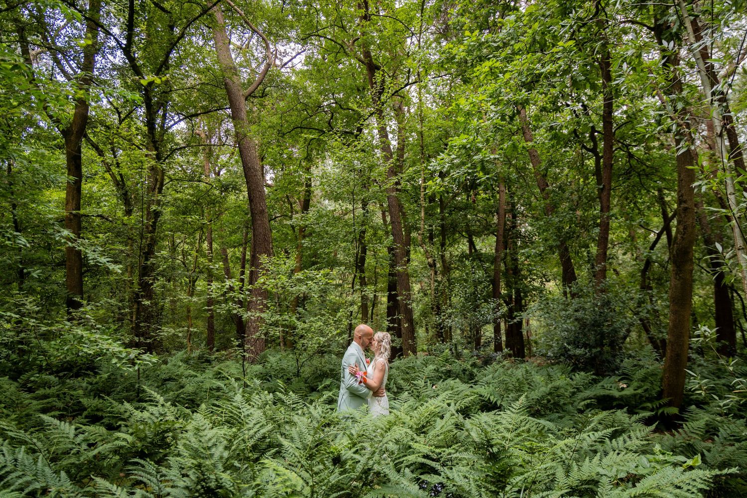 Lush fern-filled forest trail meanders through dense summer woodland with dappled sunlight filtering through green canopy.