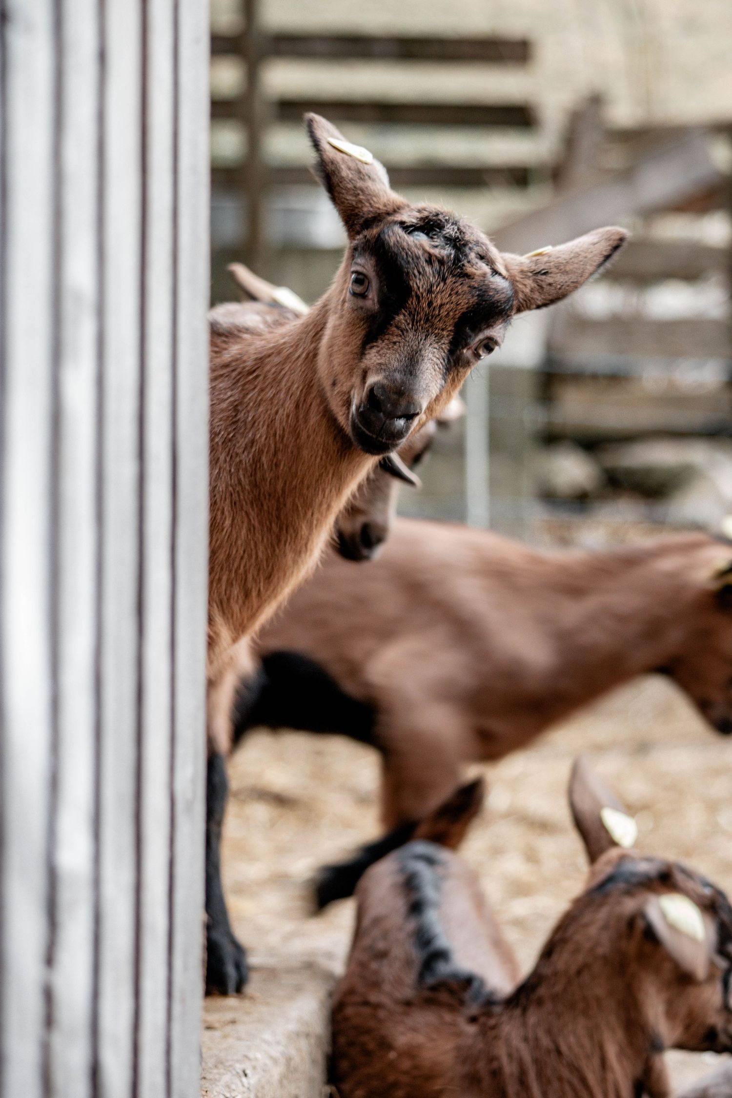 Ziege, Natur, Bauern, Stall, Gitzi, kleine Ziege, Fotografie, Ziegenliebe