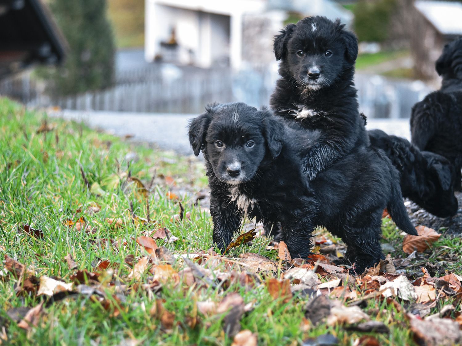 Natur, draussen,  Schweizer Bauer, Bauer, Landwirtschaft, Frühling, Herbst, Tierfotografie, Tiere, kleine Hunde, Hundewelpen, Border, Hund,