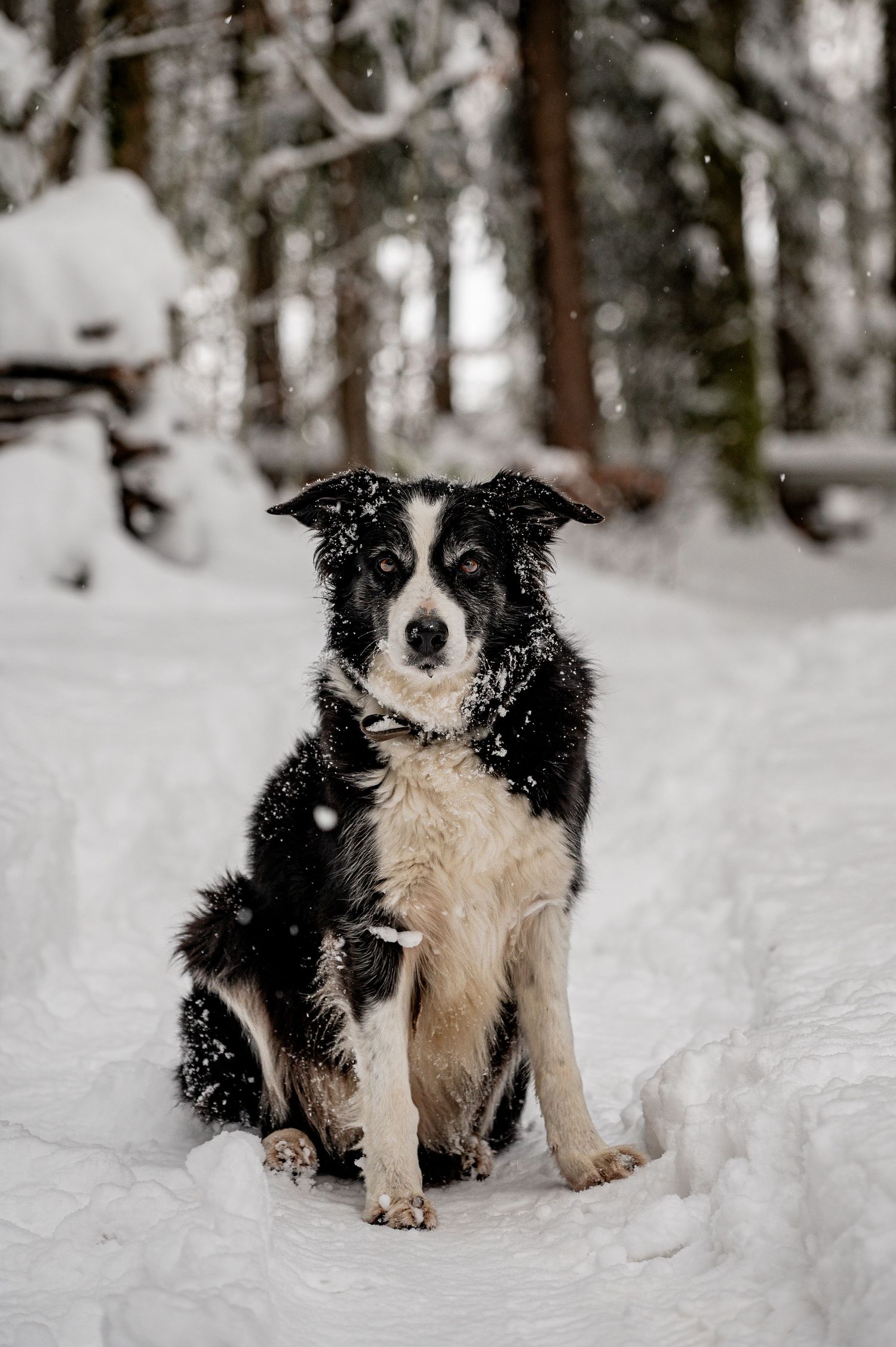Jaun, Ivanas Fotowelt, Kamera, Berge, Sonnenuntergang, Sommer, Gipfel, Alpen, Border, Border Collie, Gastlosen, Jaun, Ivana Buchs