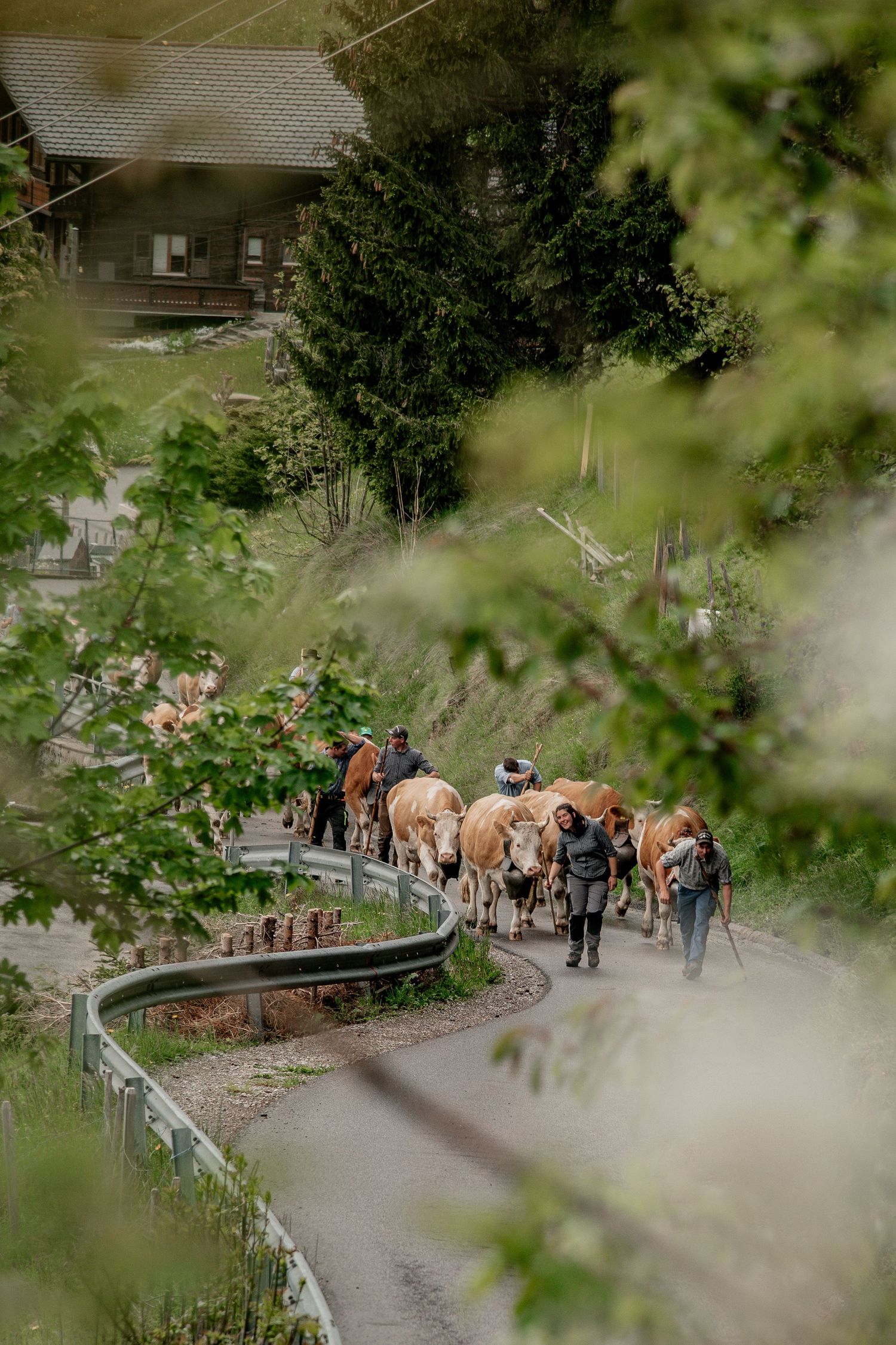 Alpabzug, Alpazufzug, Simmentaler Kühe, Kuh, Brauchtum, Tradition, Geschmückte Kuh, Hirte, Sennen, Edelweisshemd, Frühling, Schweizer Bauer