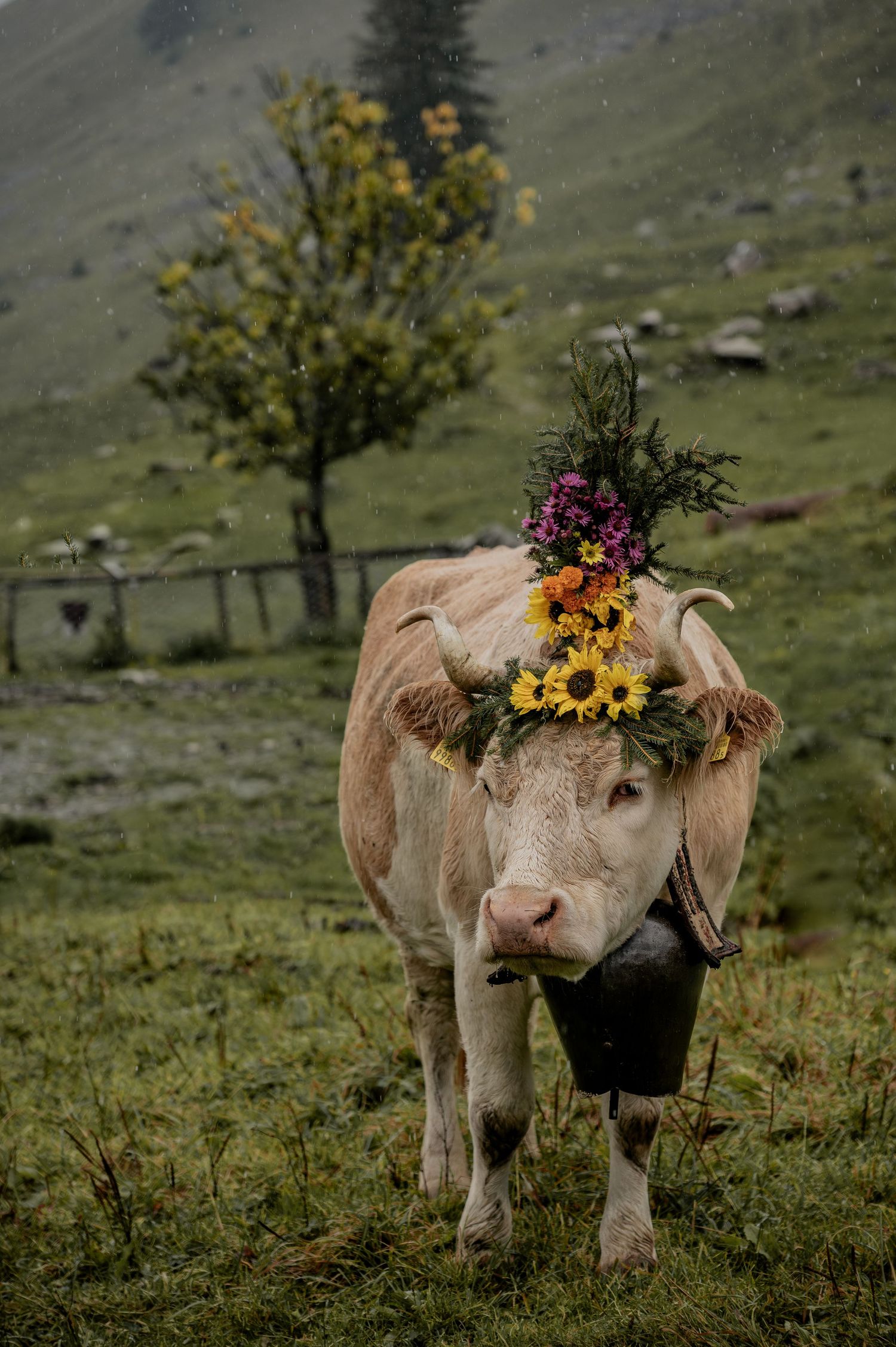 Alpabzug, Alpazufzug, Simmentaler Kühe, Kuh, Brauchtum, Tradition, Geschmückte Kuh, Hirte, Sennen, Edelweisshemd, herbst, Schweizer Bauer