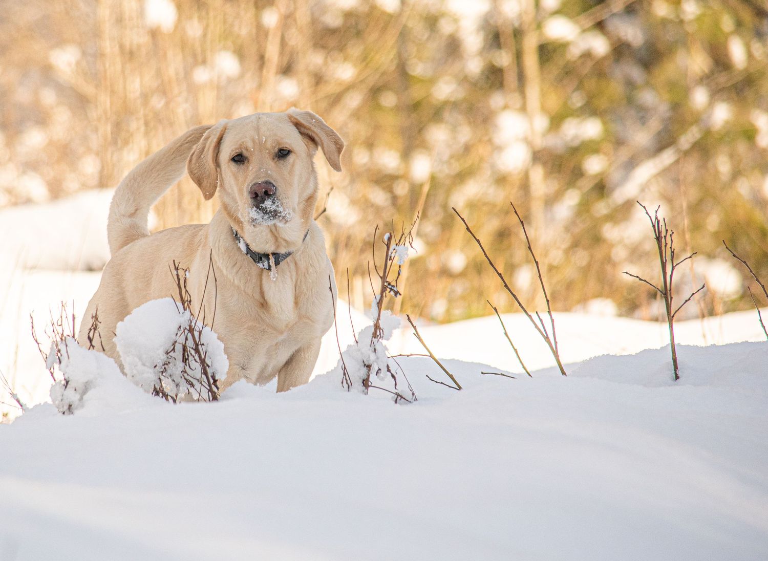 Portrait, Schnee, Hund, Natur, Schneeflocken, Winter, Winterwunderland,