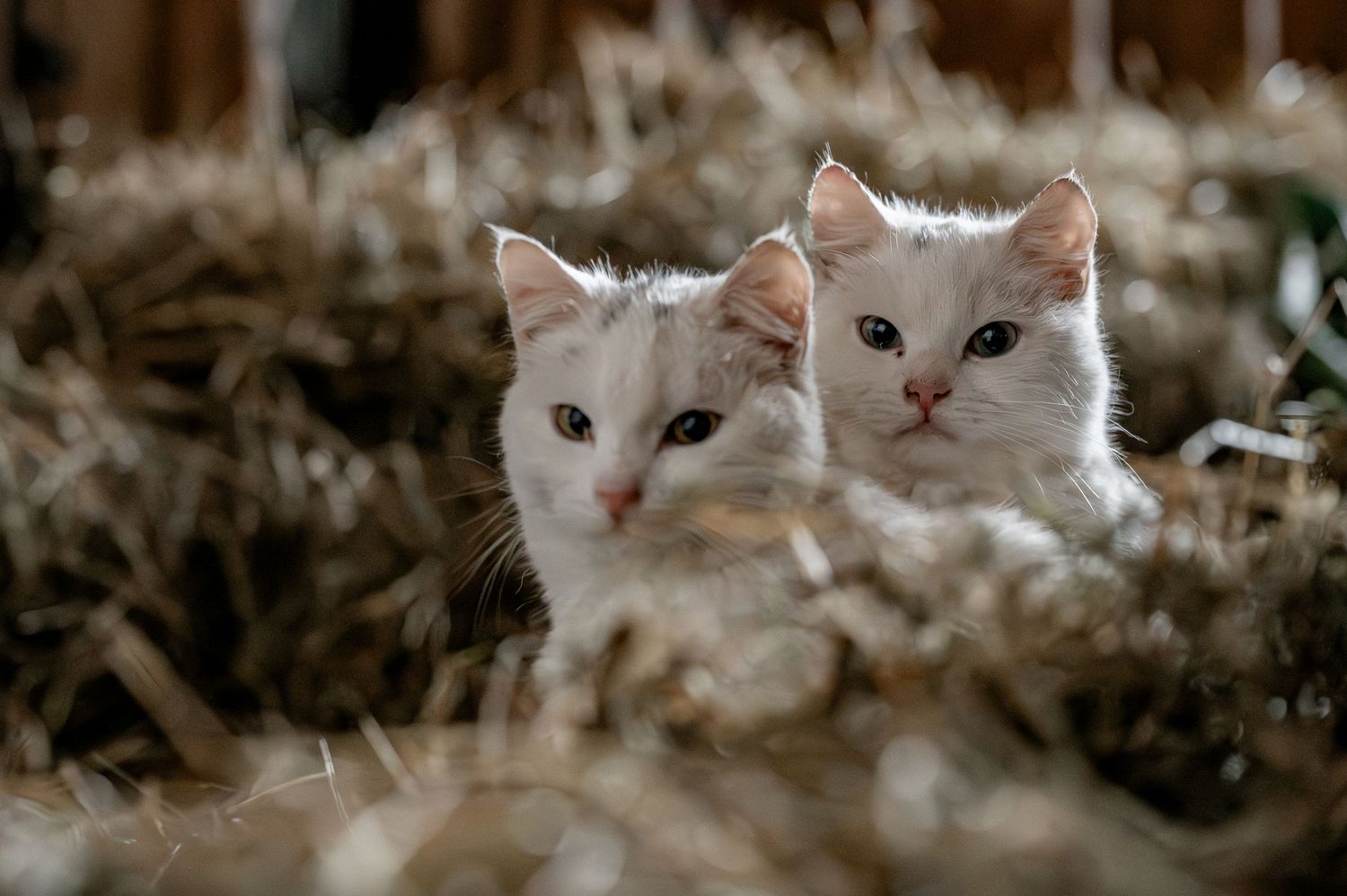 Ziege, Natur, Bauern, Stall, Gitzi, kleine Ziege, Fotografie, Ziegenliebe, Katze, Heu